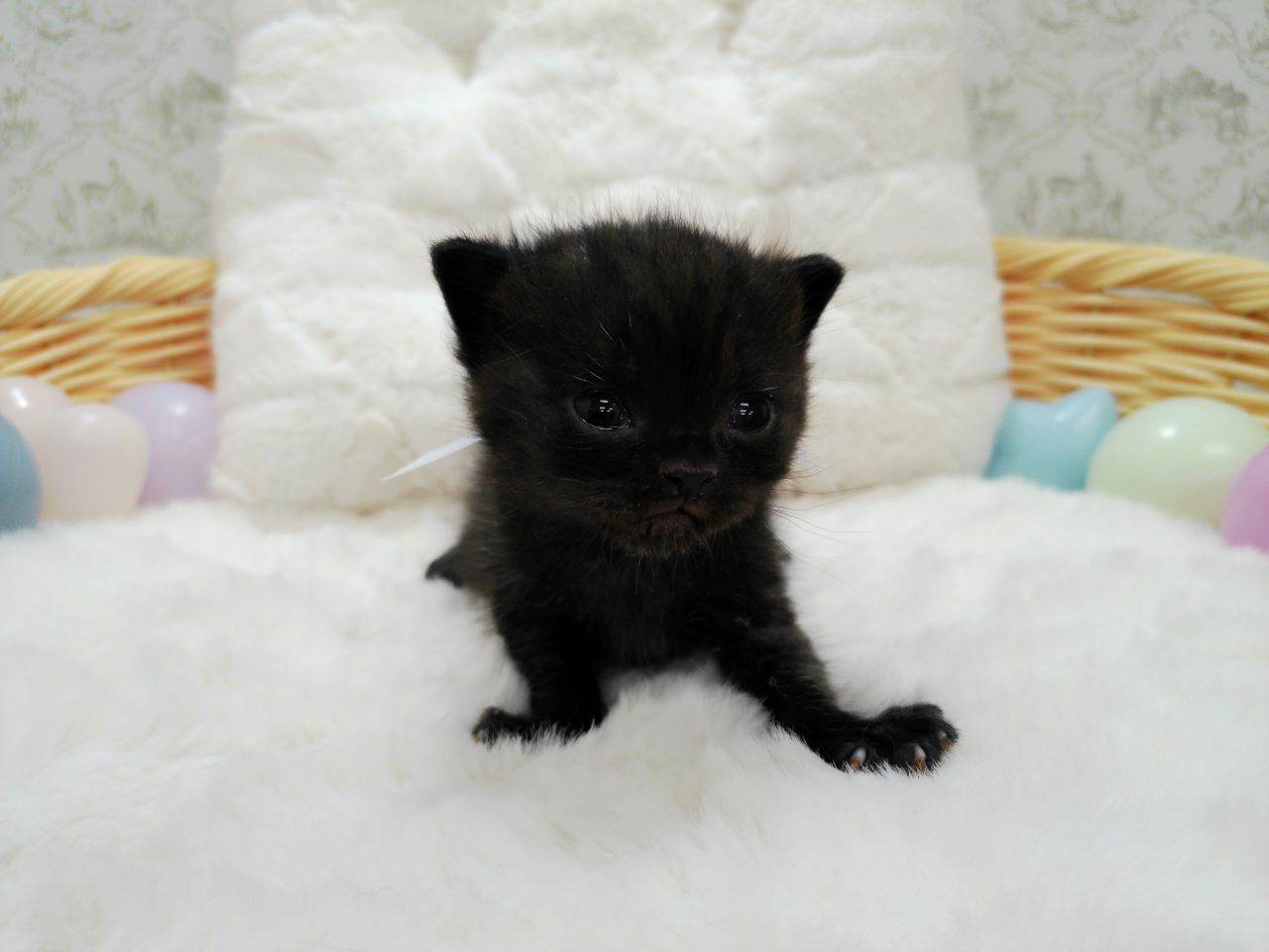 アメリカンショートヘアー