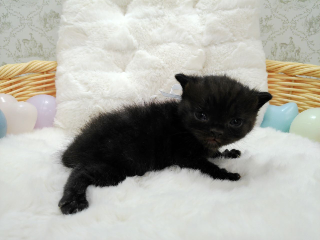 赤ちゃん写真1-2