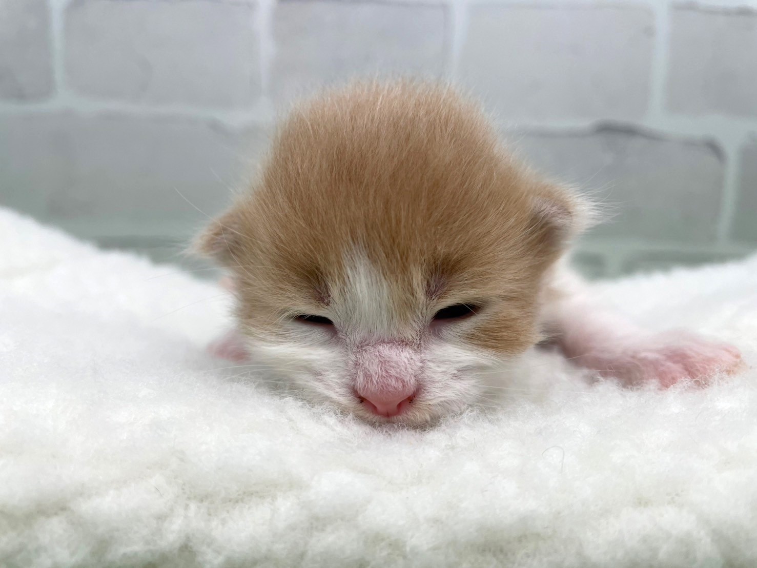 赤ちゃん写真1-1