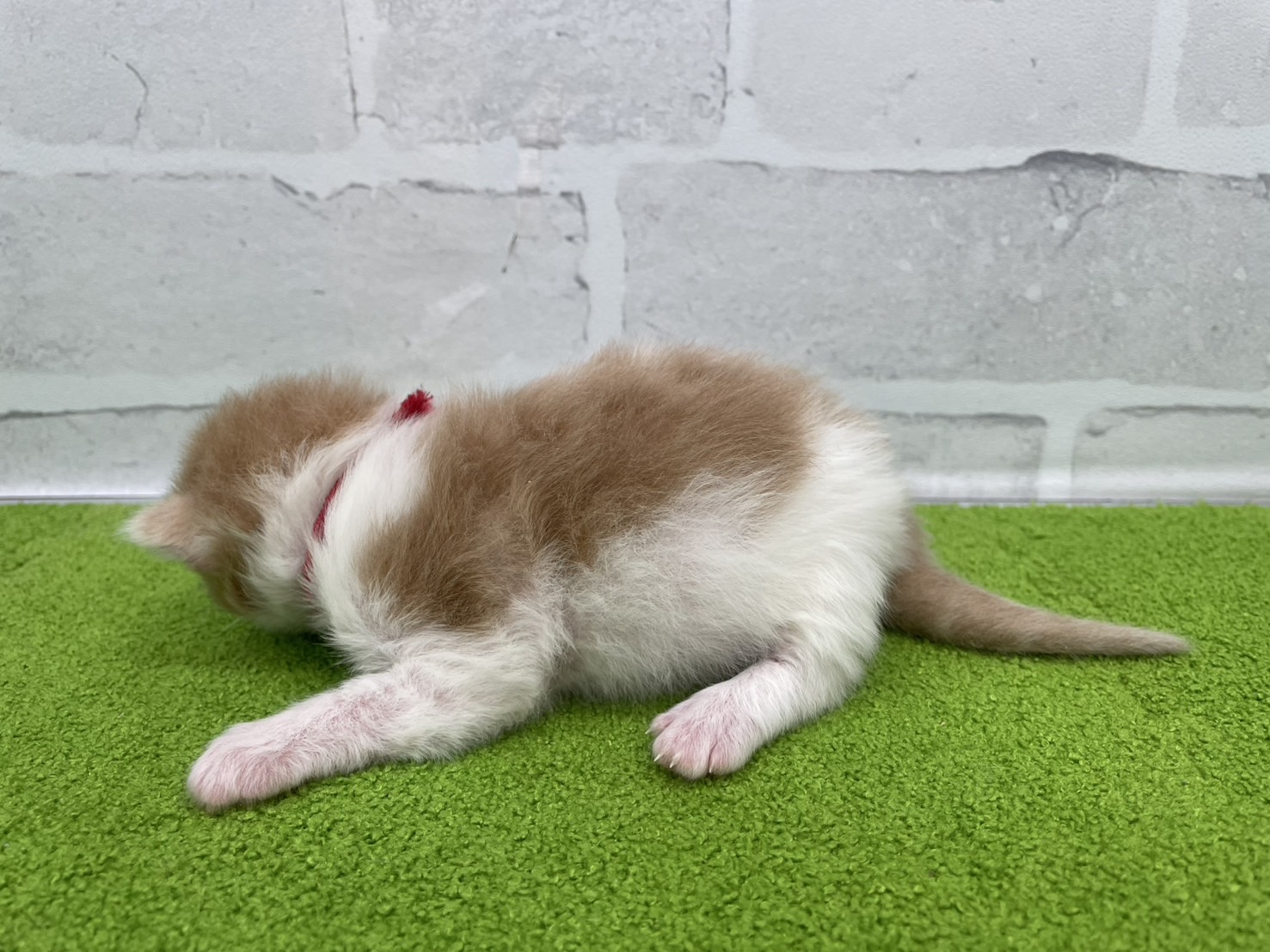 赤ちゃん写真1-2