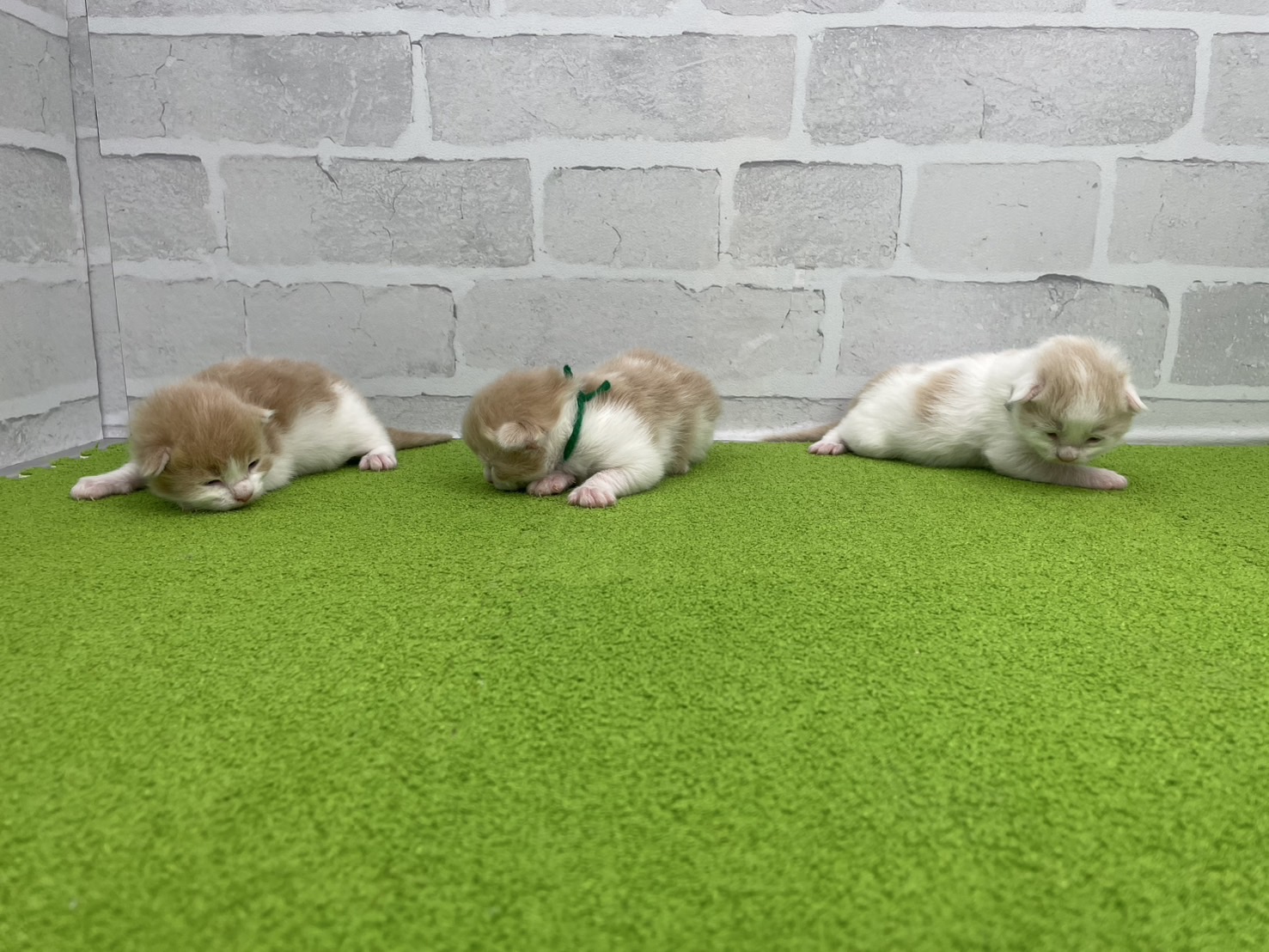 赤ちゃん写真1-3