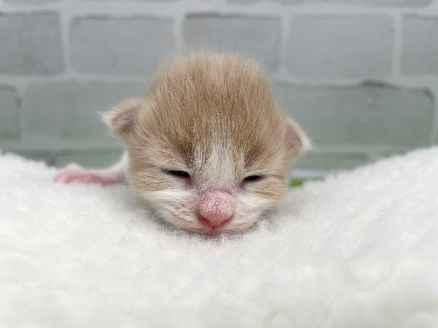 赤ちゃん写真1-1