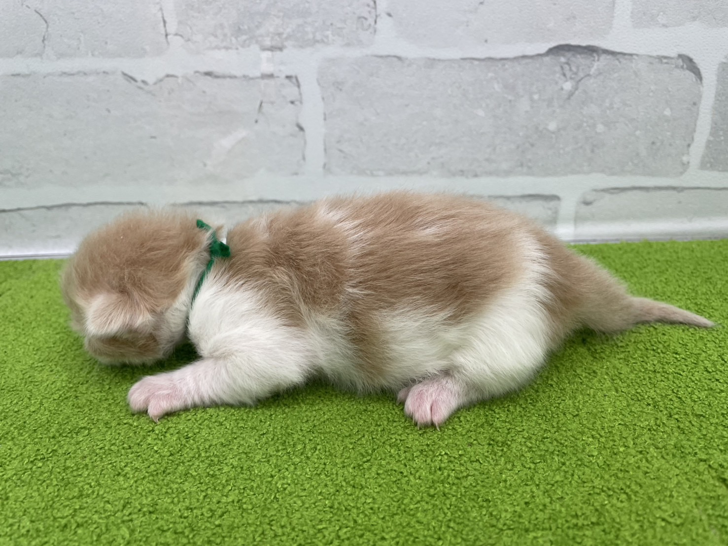 赤ちゃん写真1-2