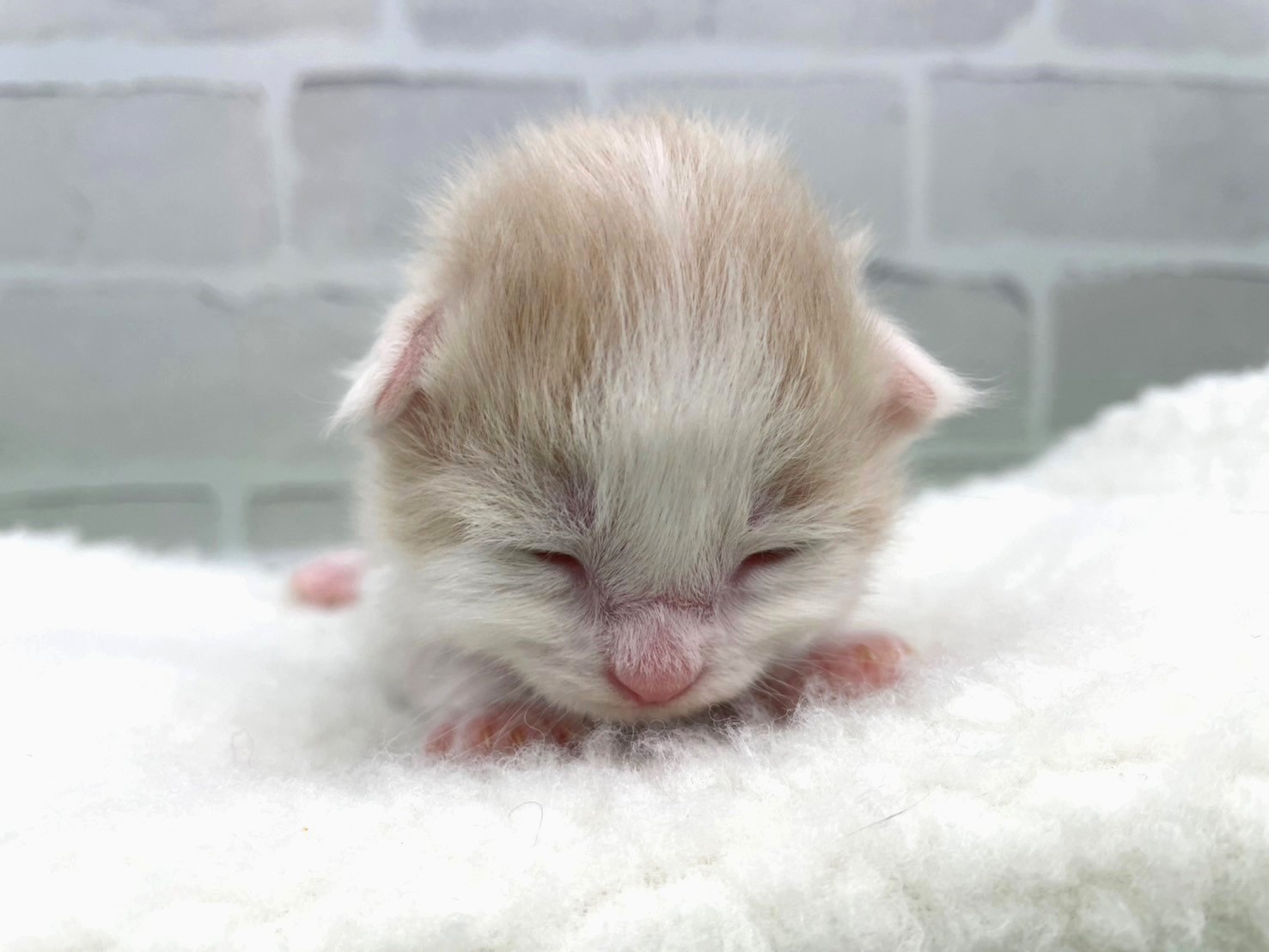 赤ちゃん写真1-1