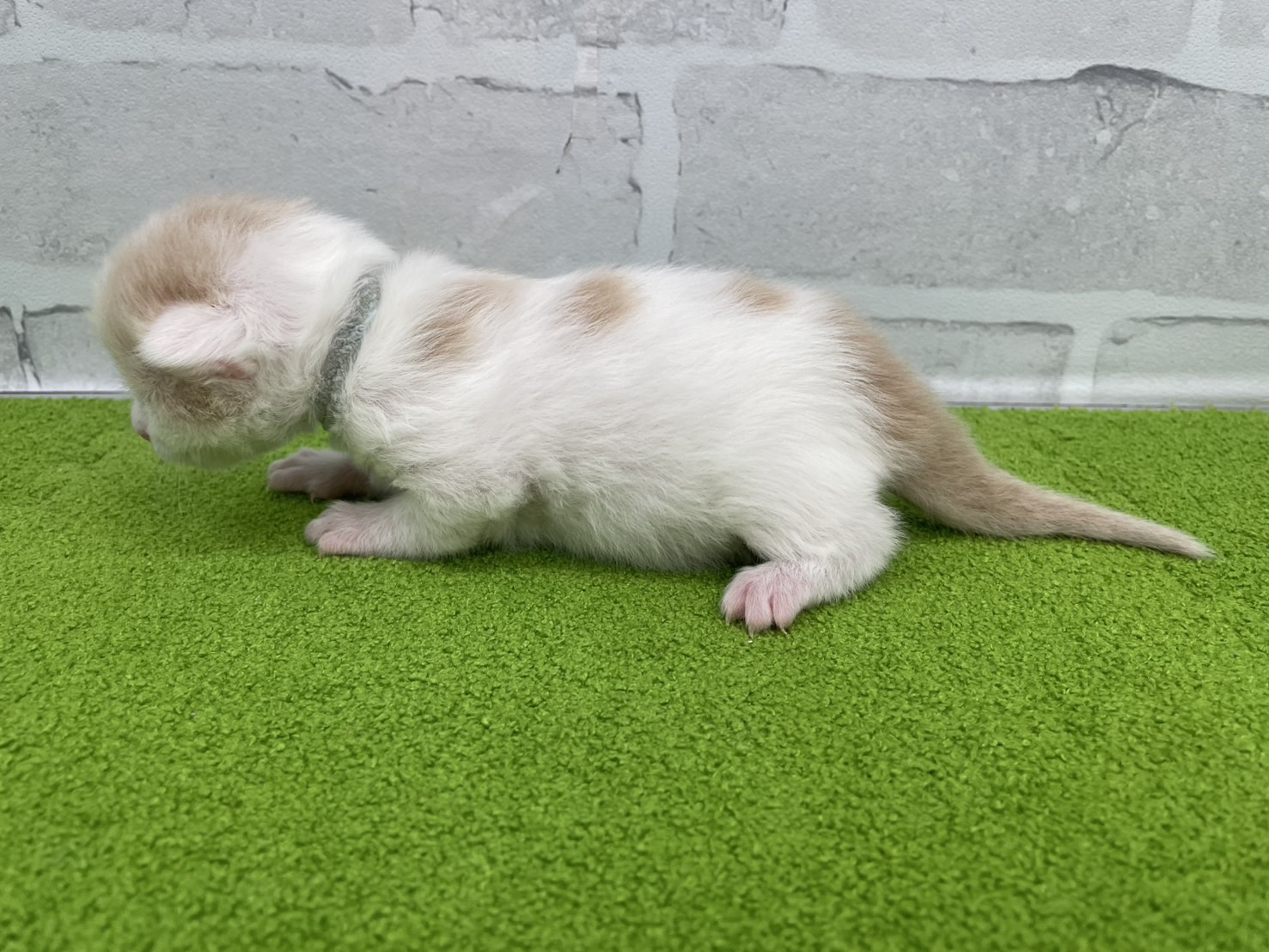 赤ちゃん写真1-2