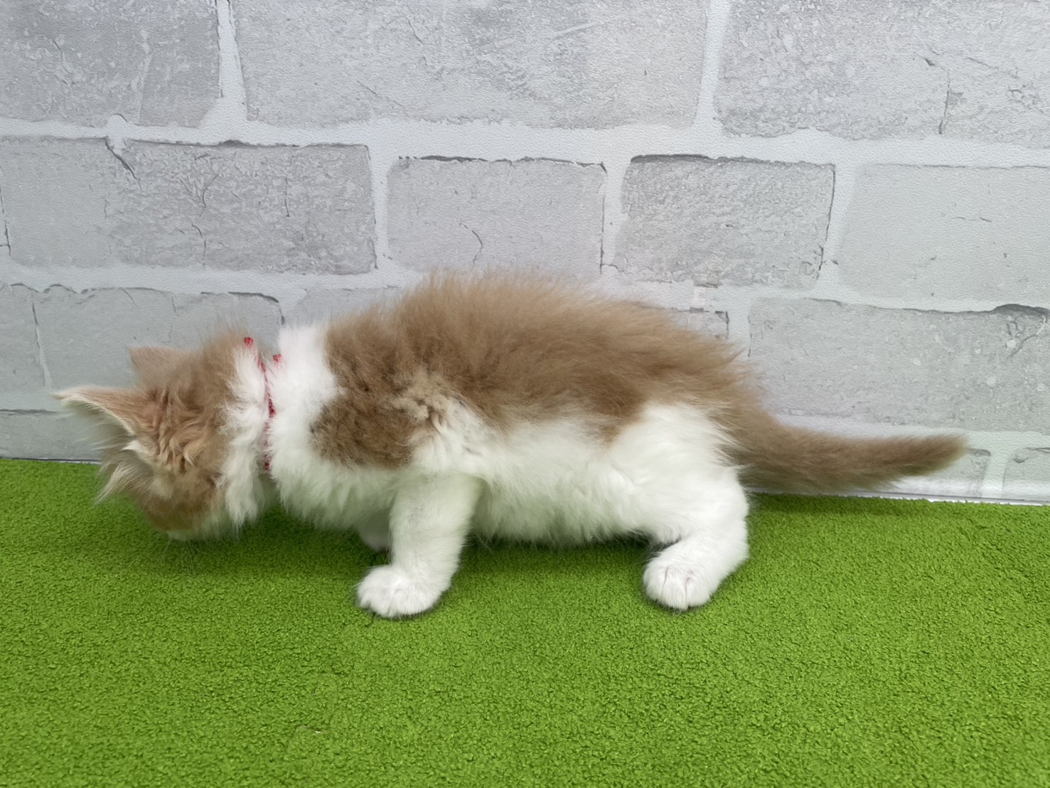 赤ちゃん写真2-2