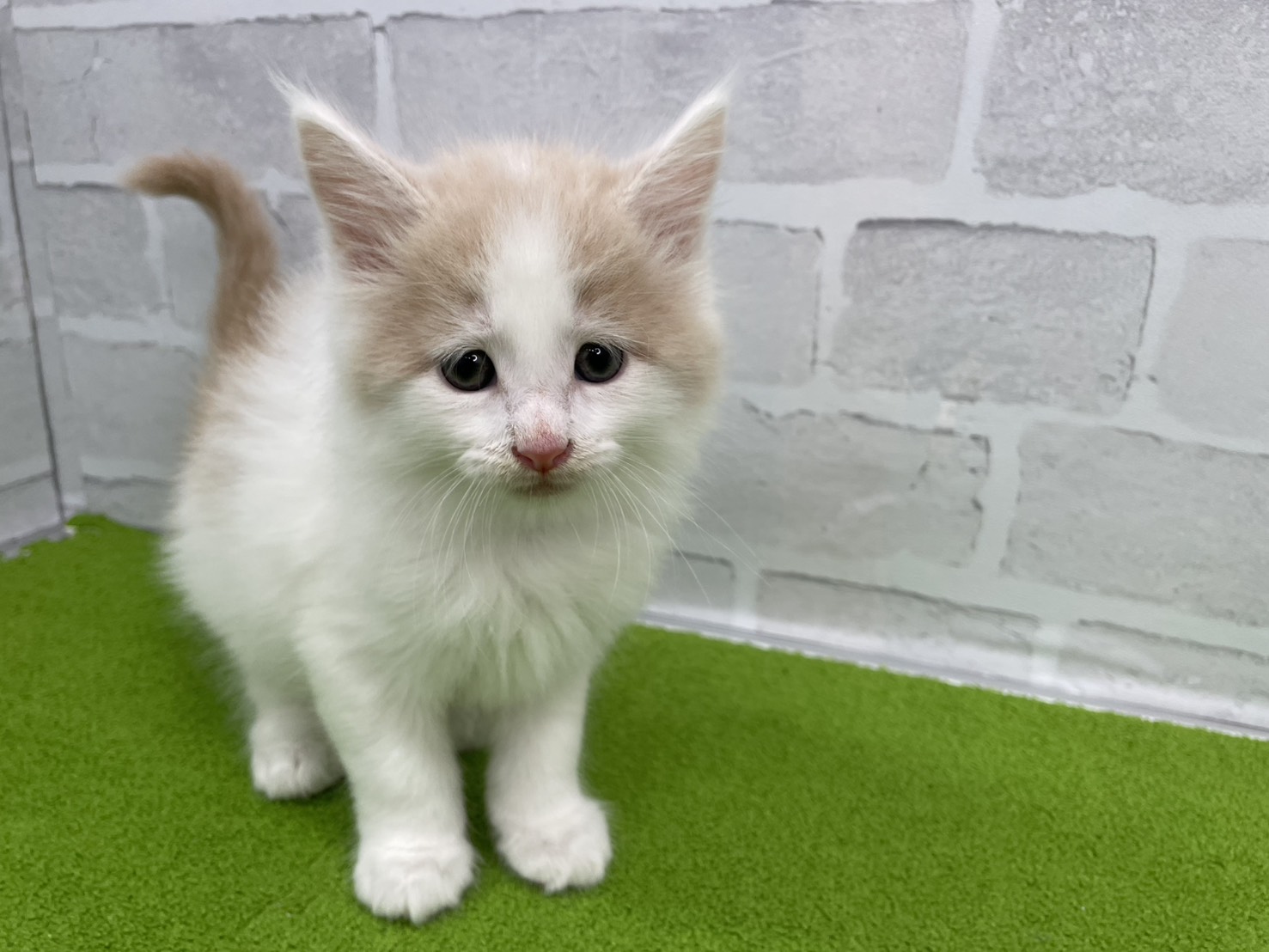 赤ちゃん写真2-1