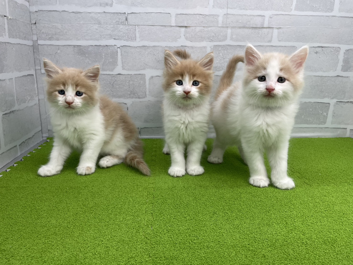 赤ちゃん写真3-3