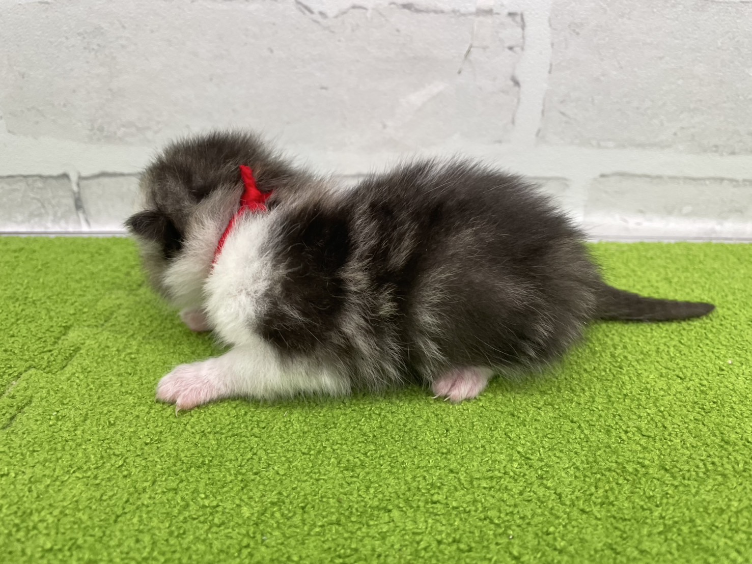 赤ちゃん写真1-2