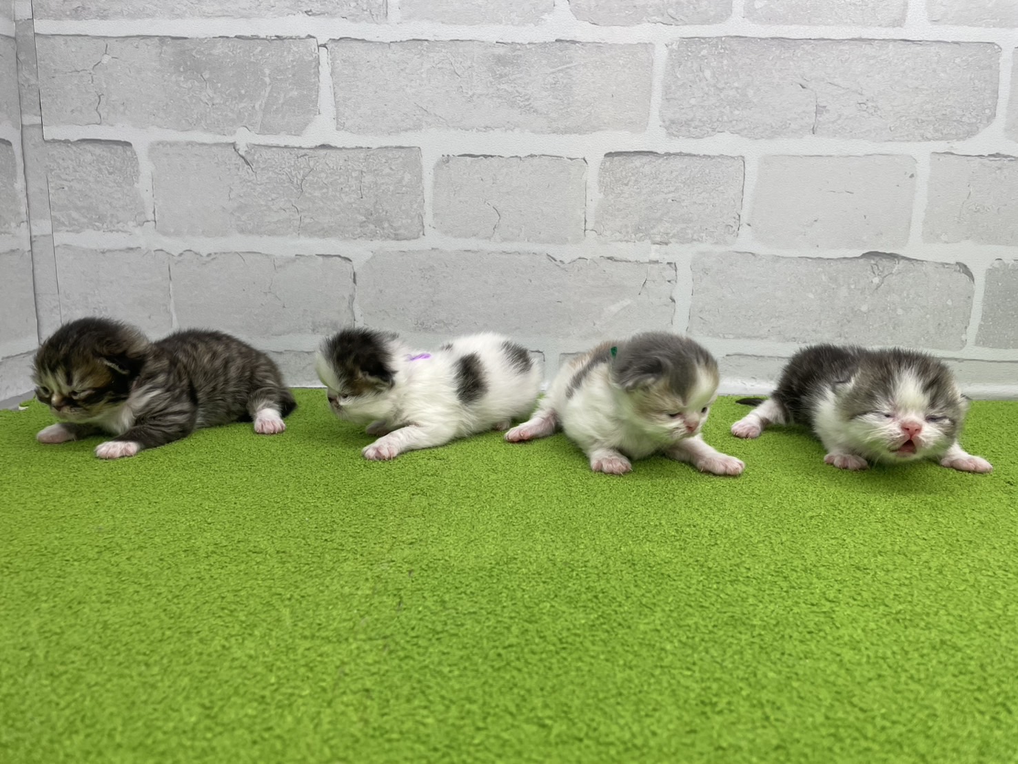 赤ちゃん写真1-3