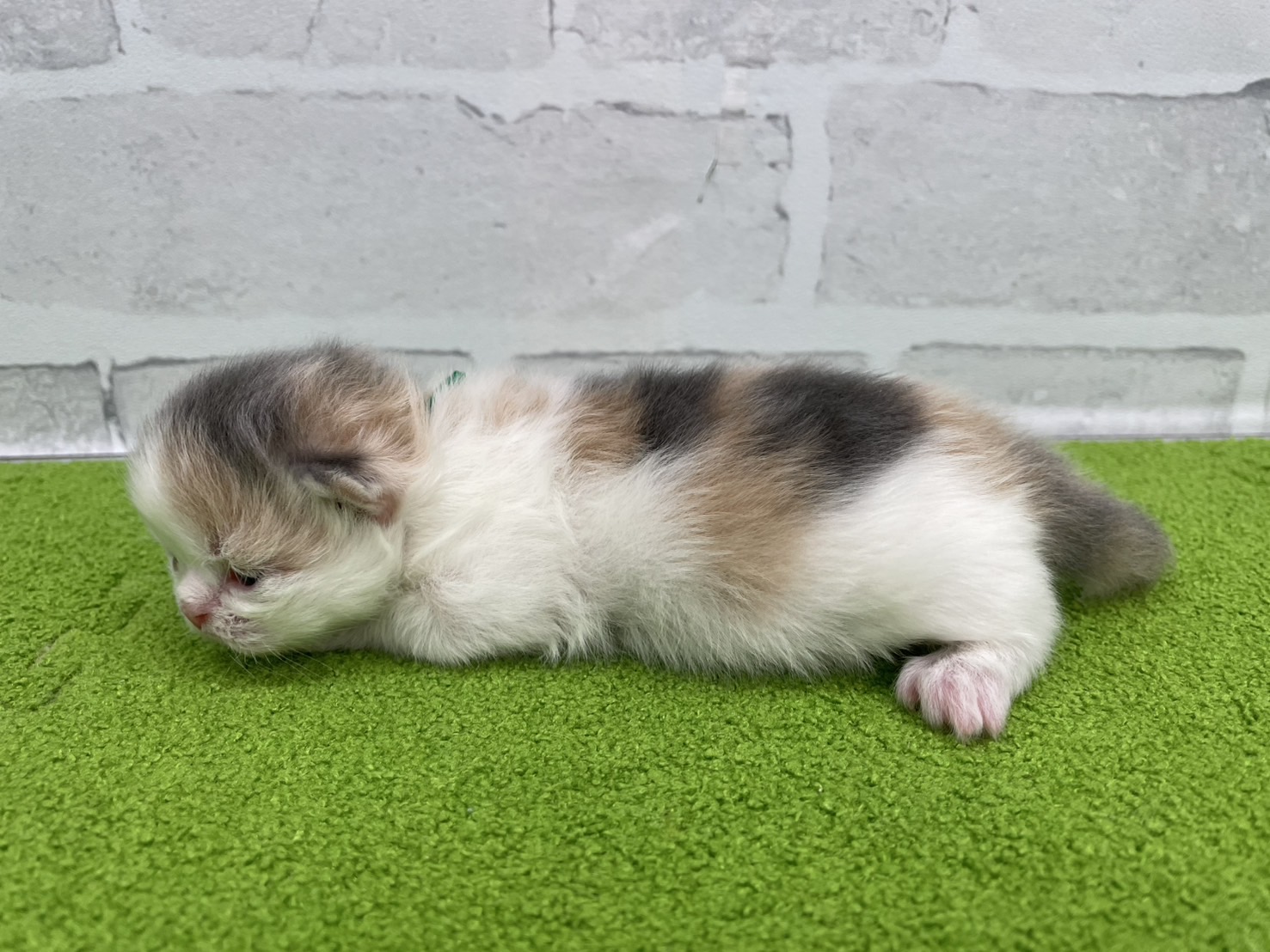 赤ちゃん写真1-2