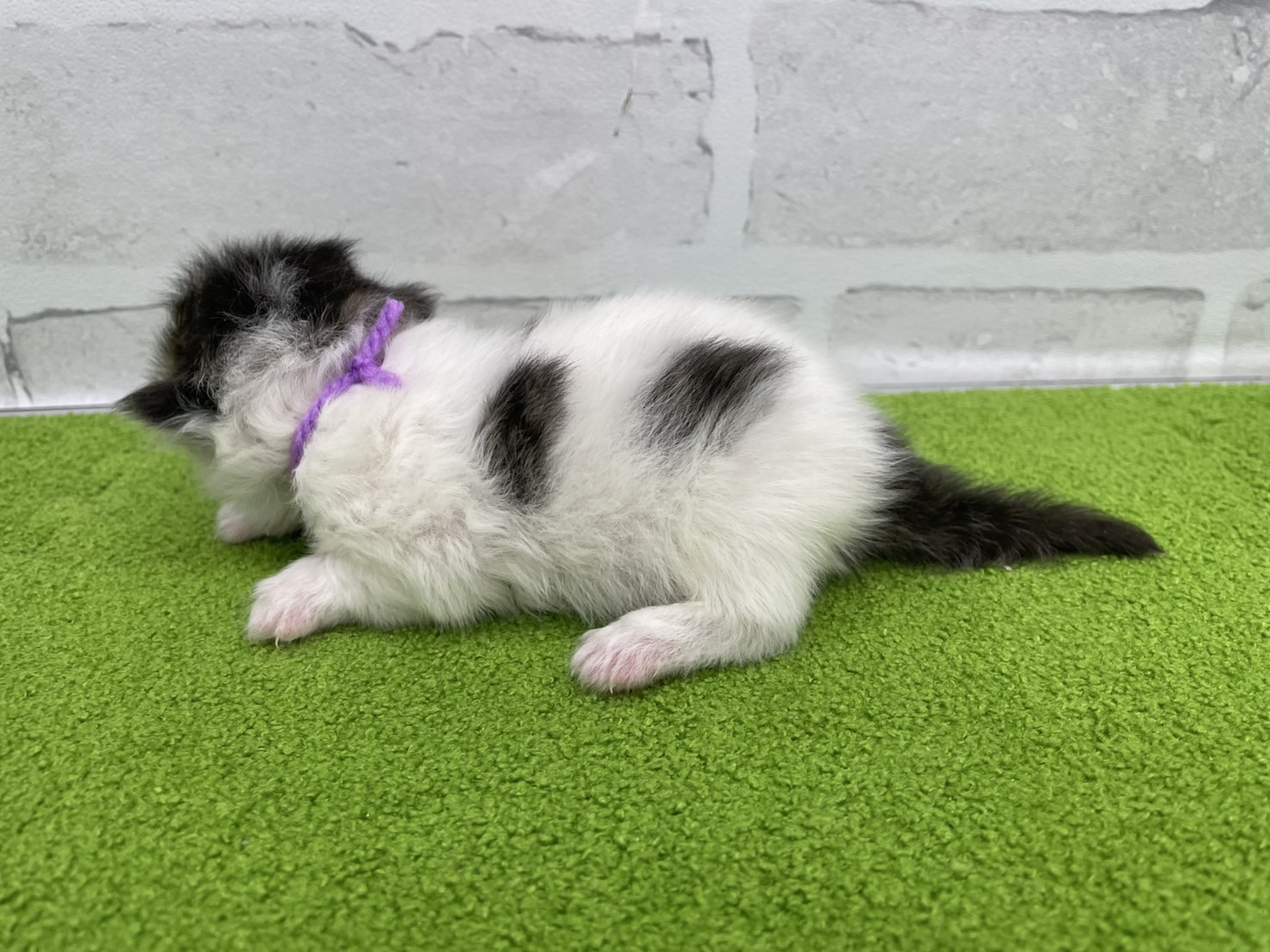 赤ちゃん写真1-2