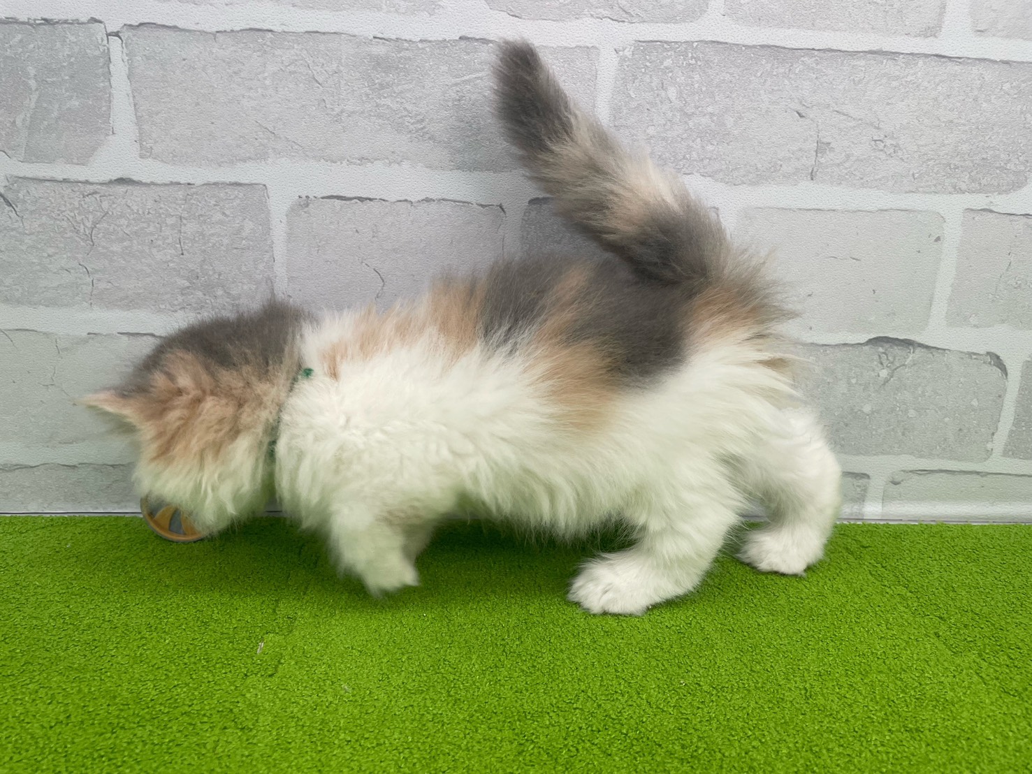 赤ちゃん写真3-2