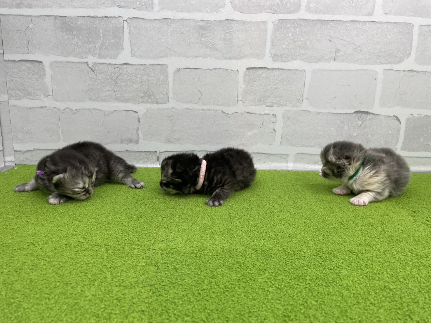 赤ちゃん写真1-3