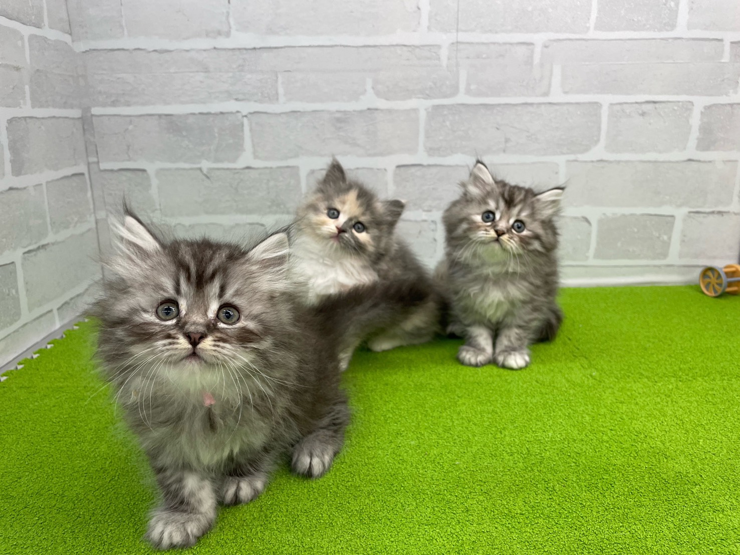 赤ちゃん写真3-3