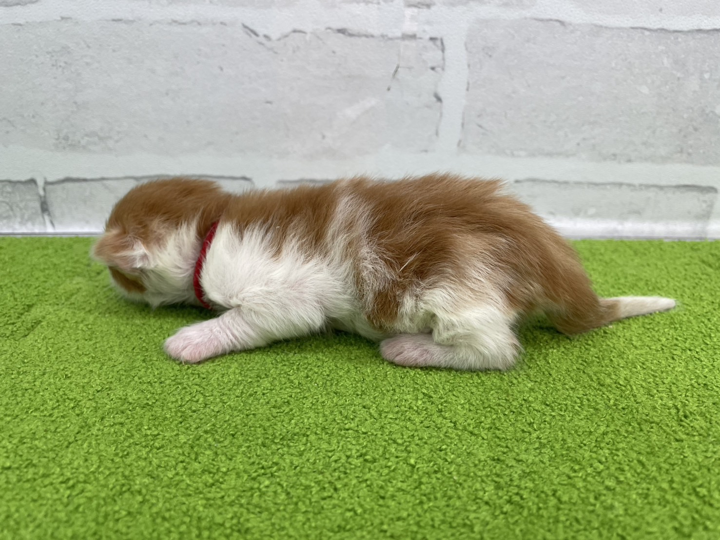 赤ちゃん写真1-2