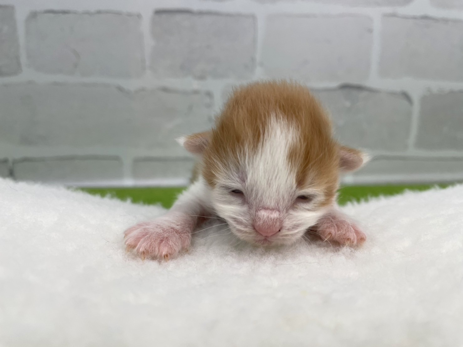 赤ちゃん写真1-1