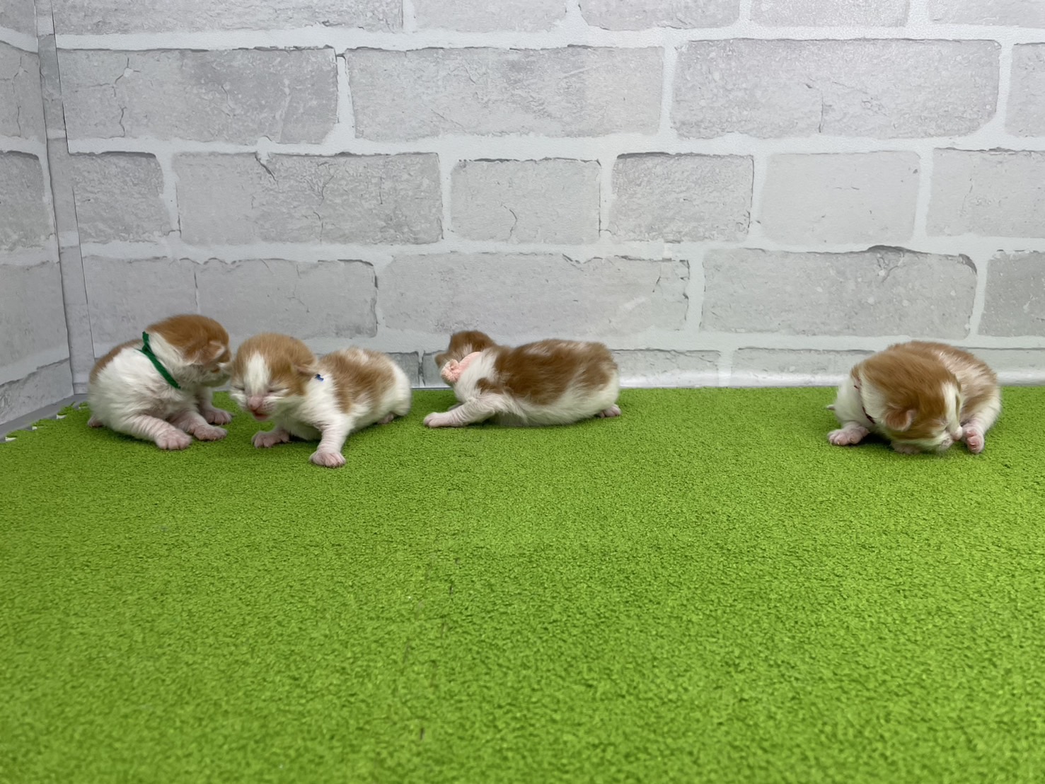 赤ちゃん写真1-3