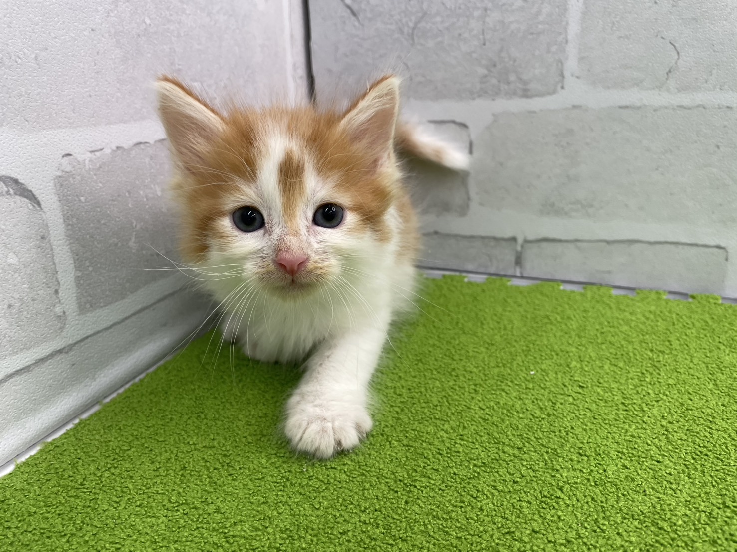 ノルウェージャン・フォレストキャット