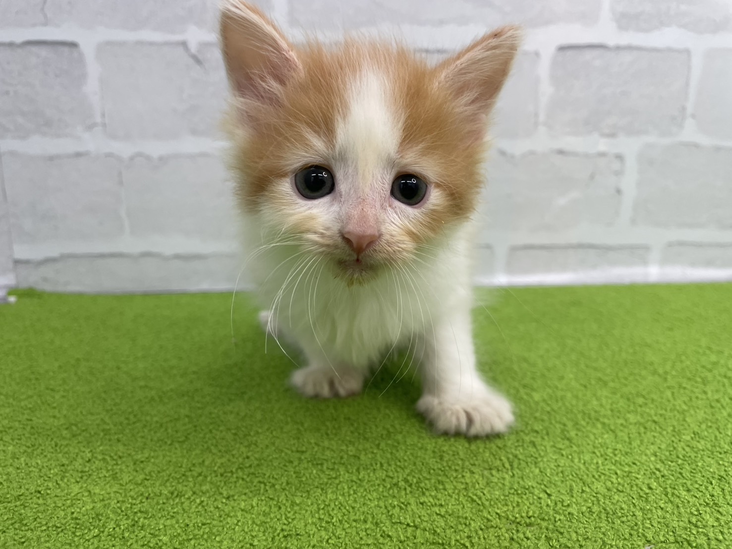 ノルウェージャン・フォレストキャット