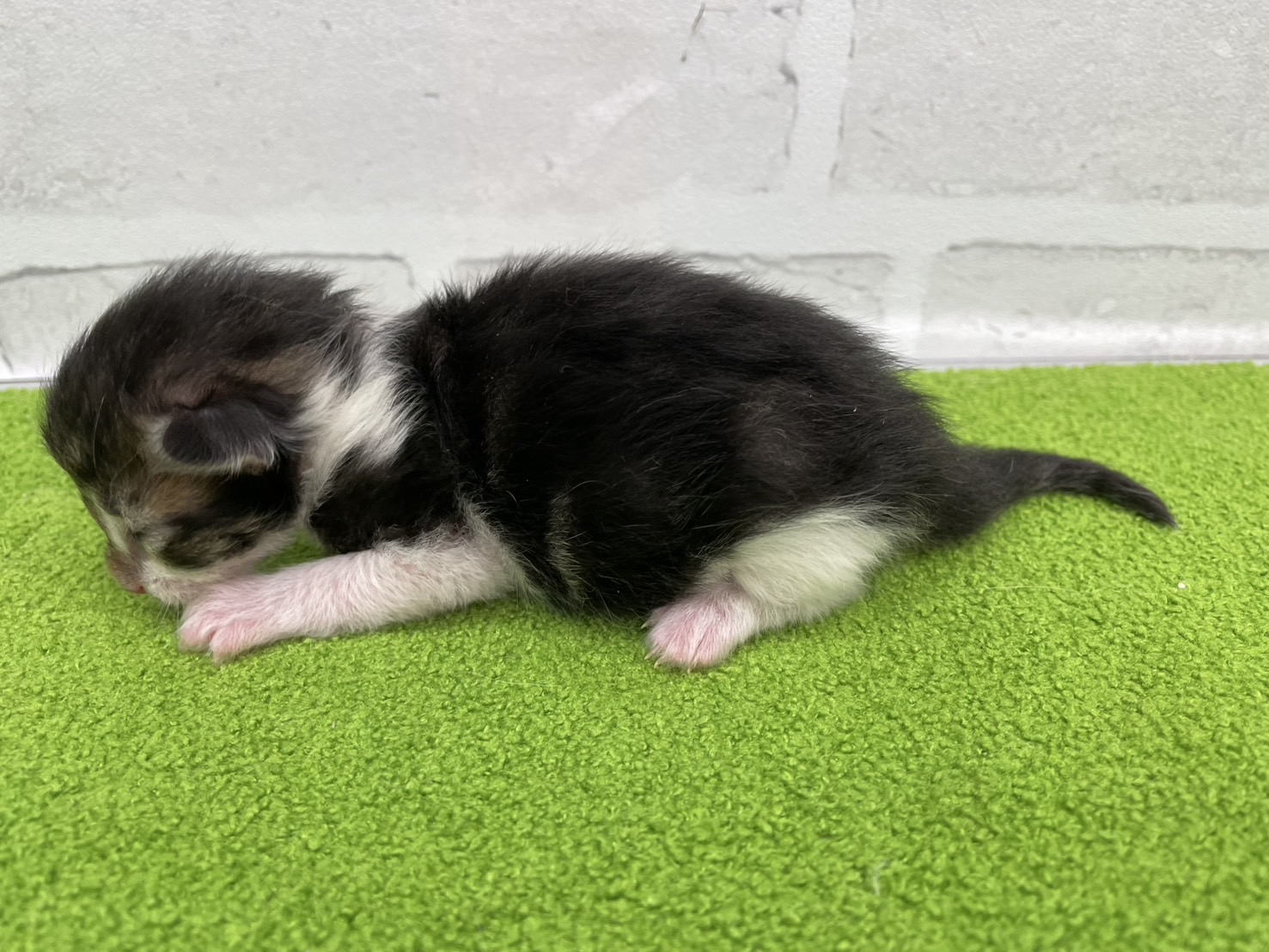 赤ちゃん写真1-2