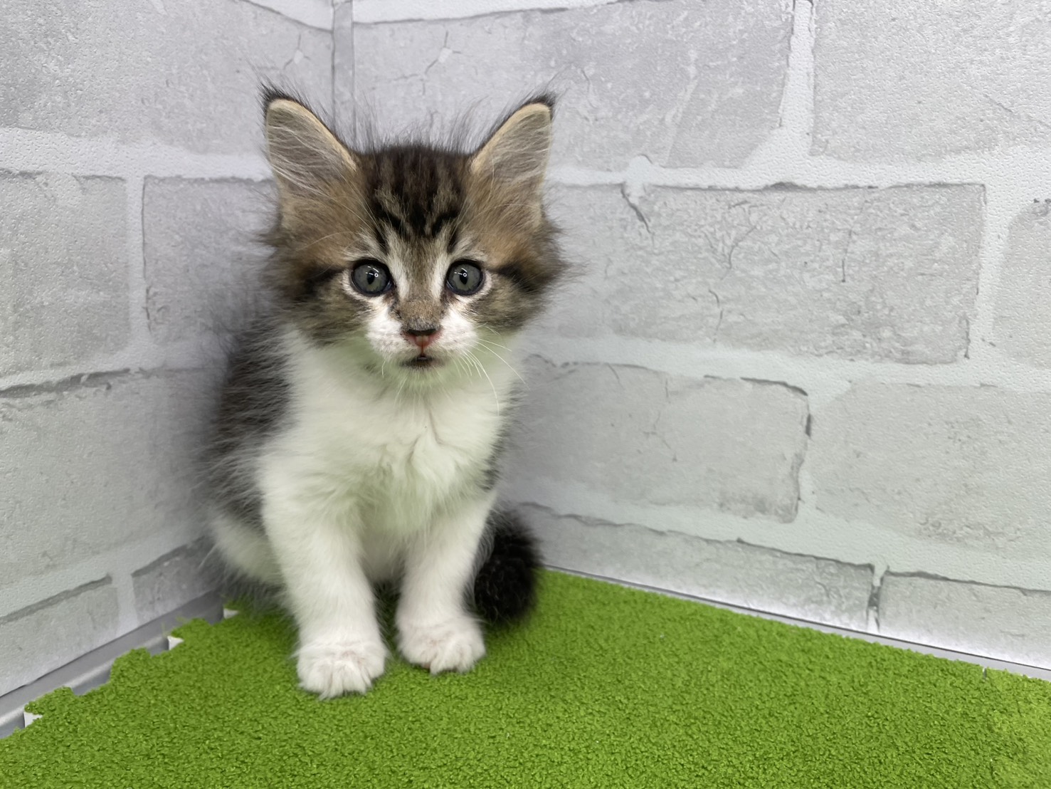 赤ちゃん写真3-1