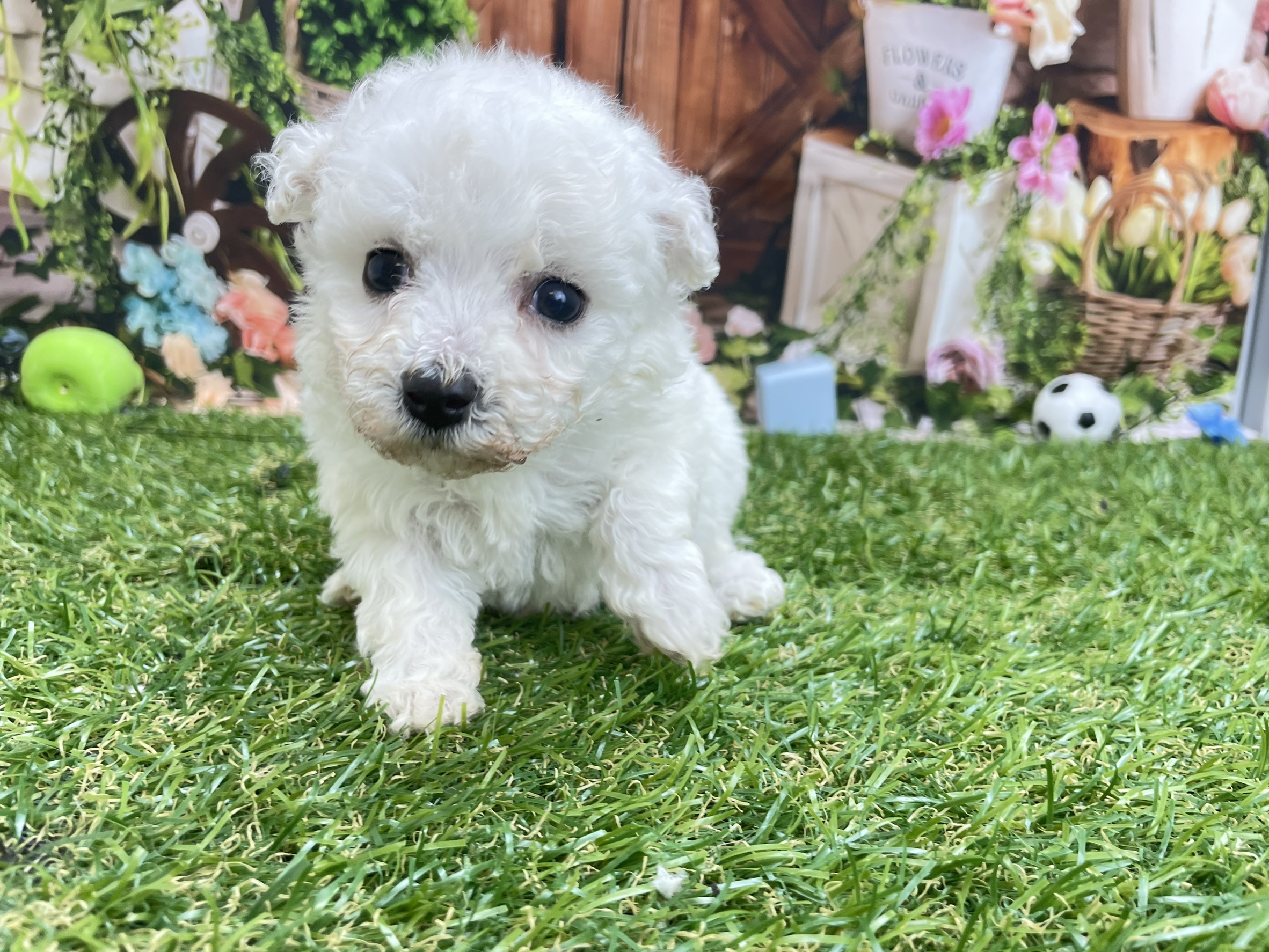 ビション・フリーゼ