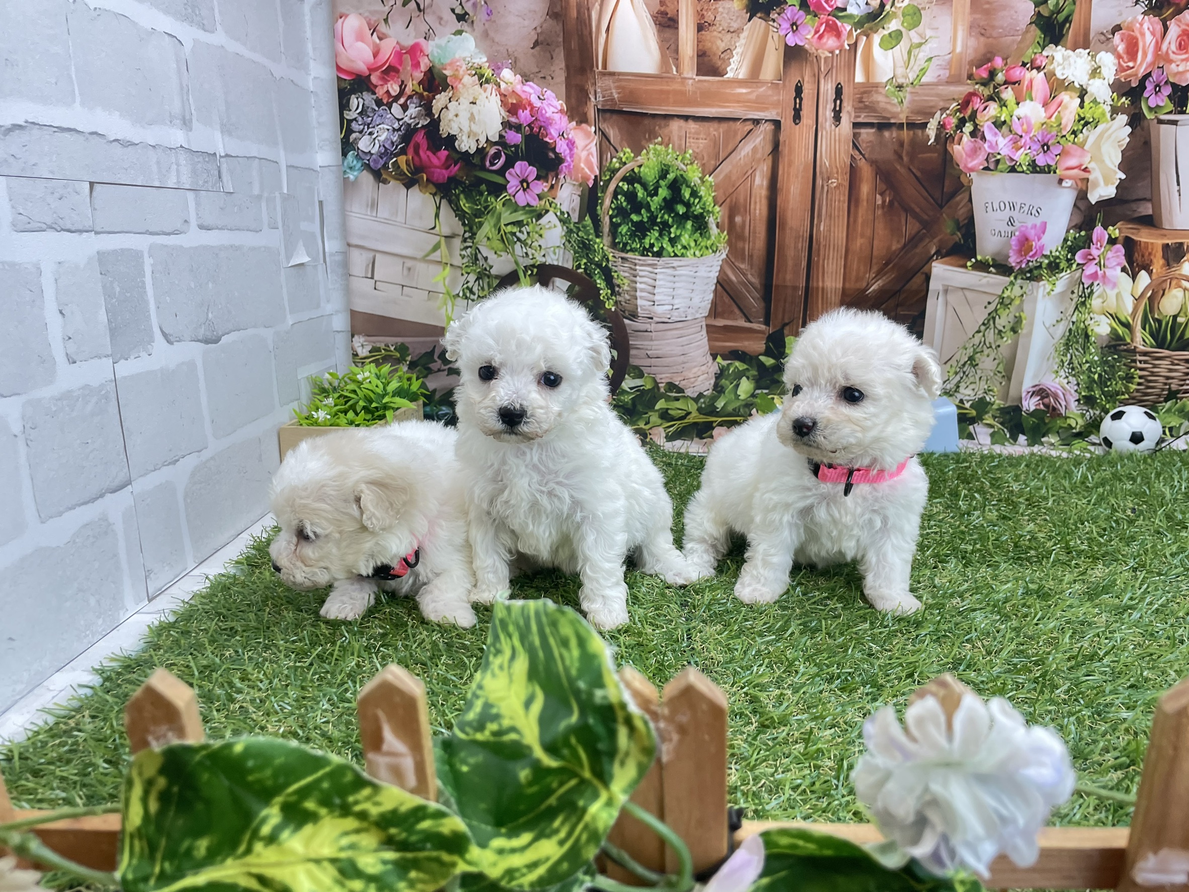 赤ちゃん写真2-3