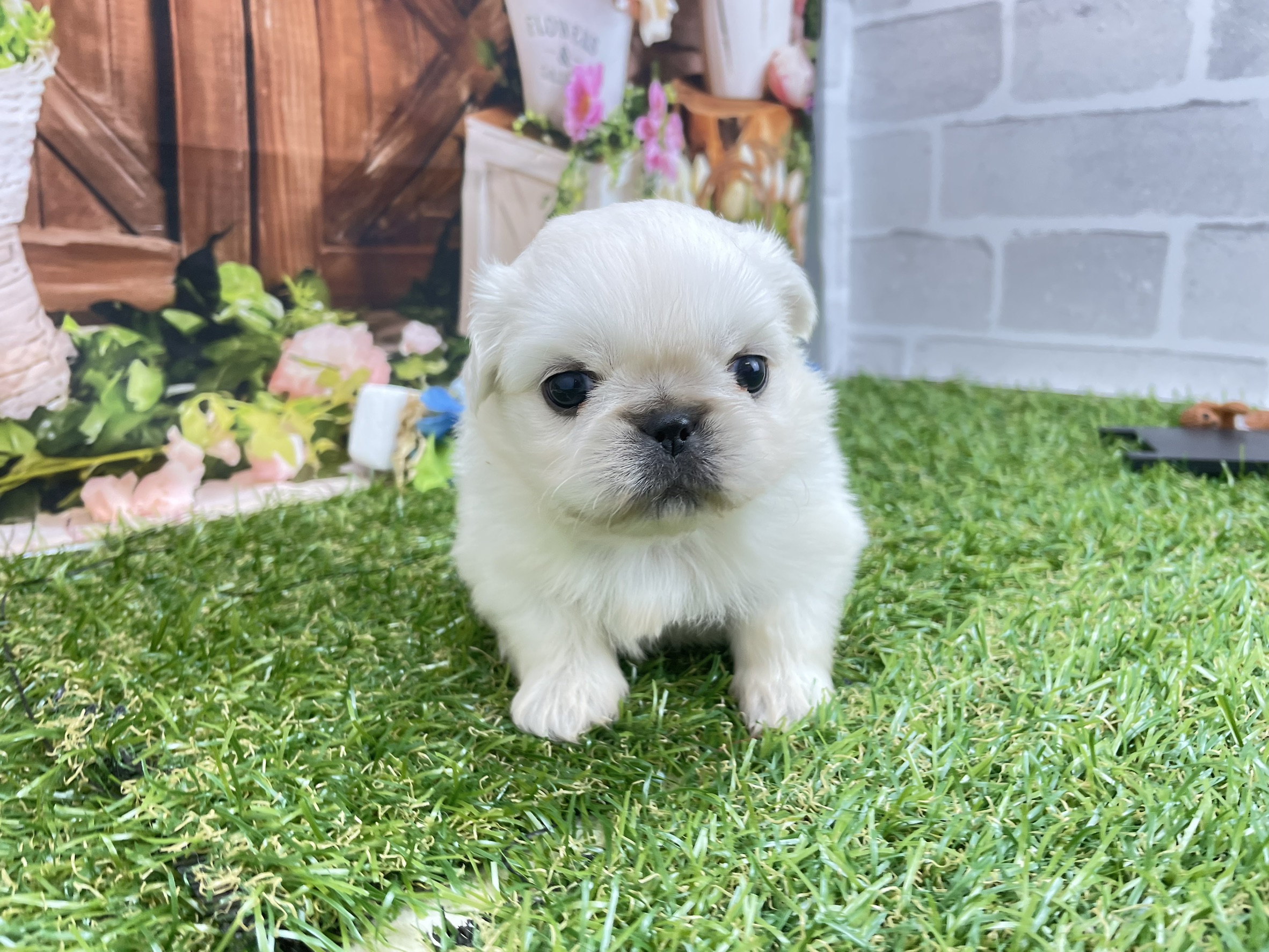 赤ちゃん写真2-1