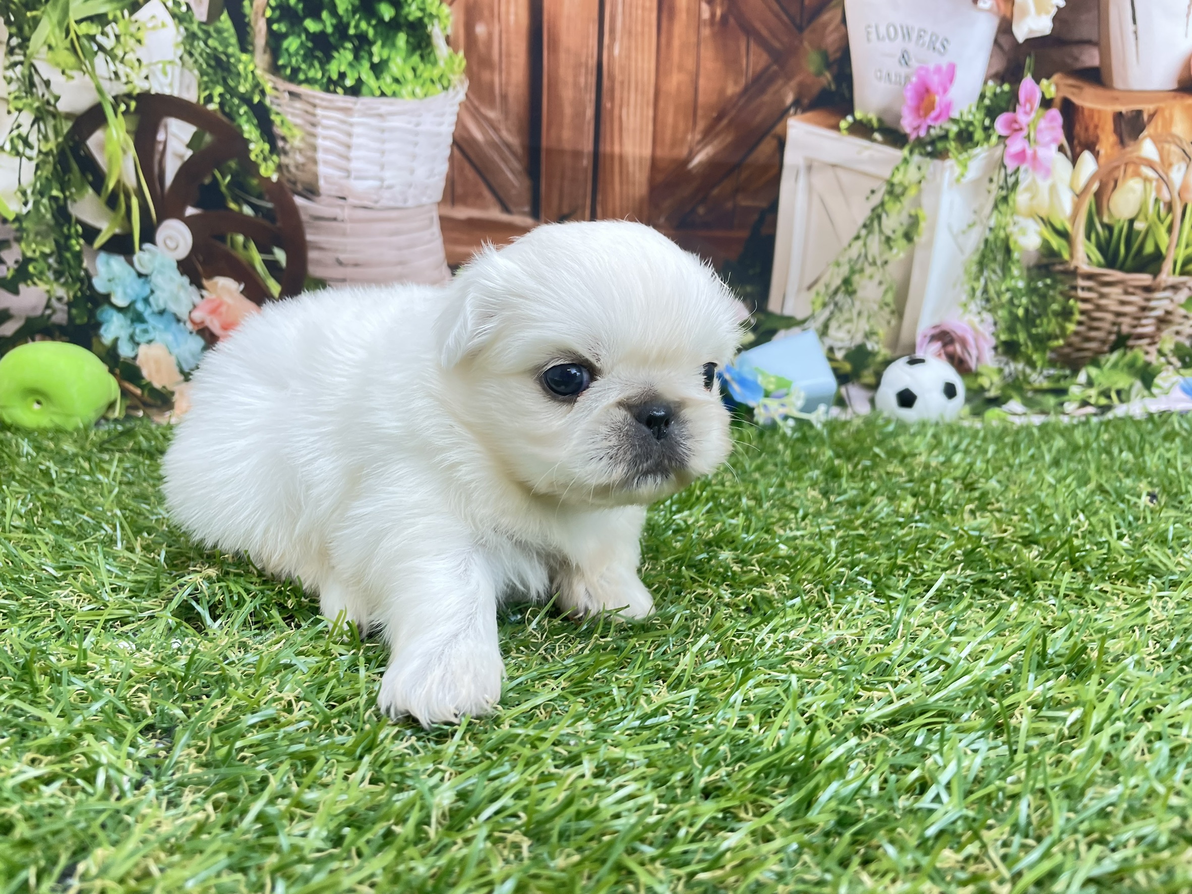 赤ちゃん写真2-2