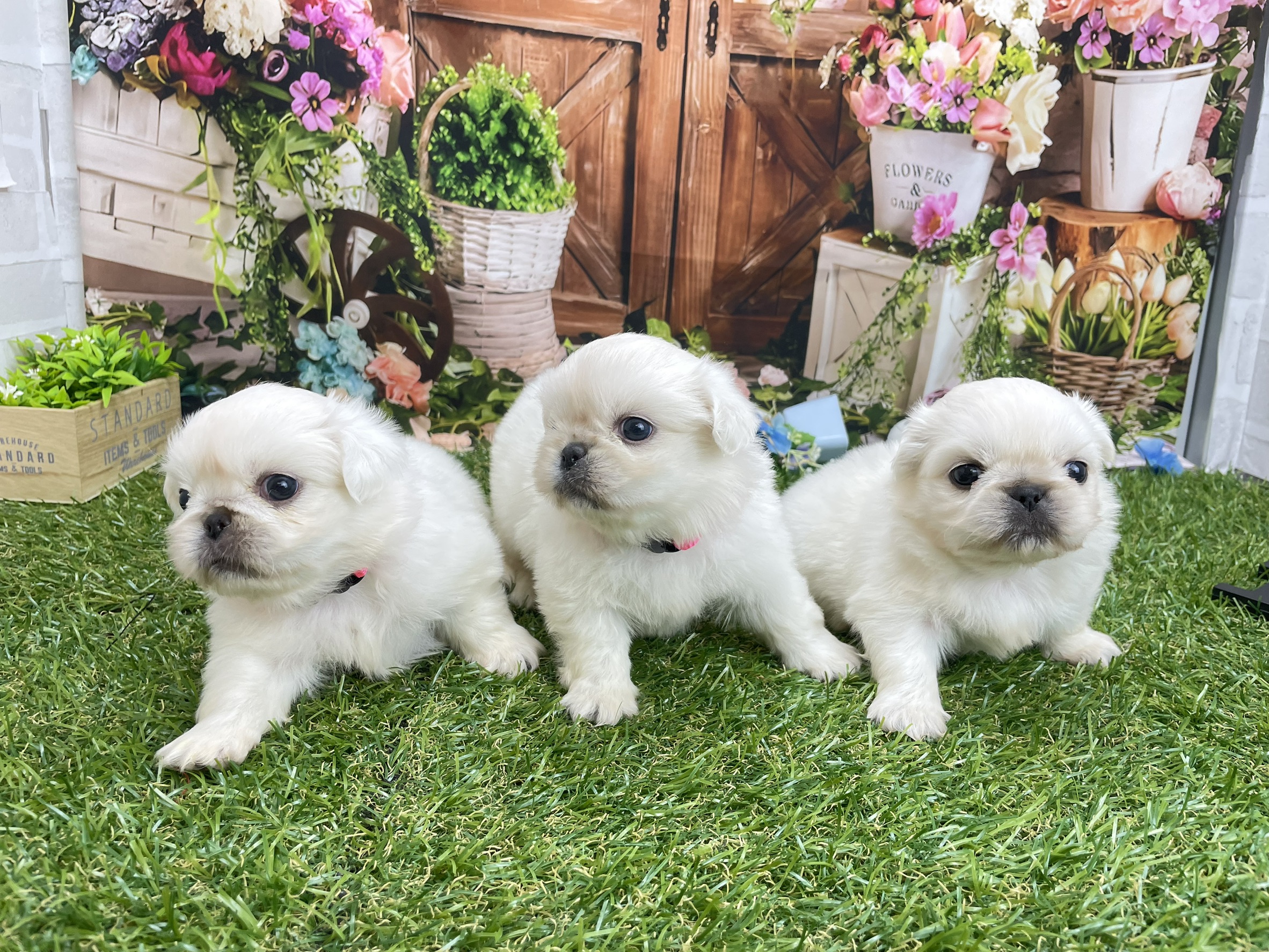 赤ちゃん写真2-3