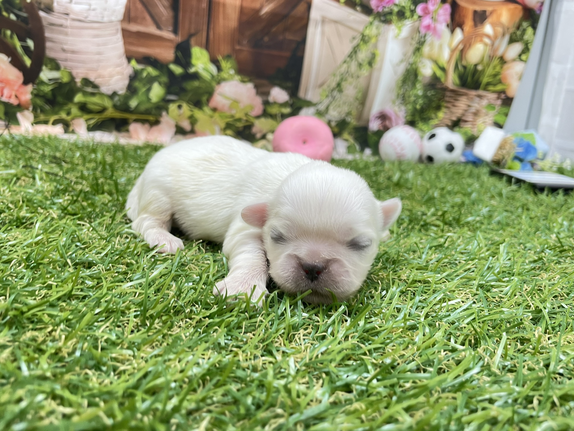 赤ちゃん写真1-1