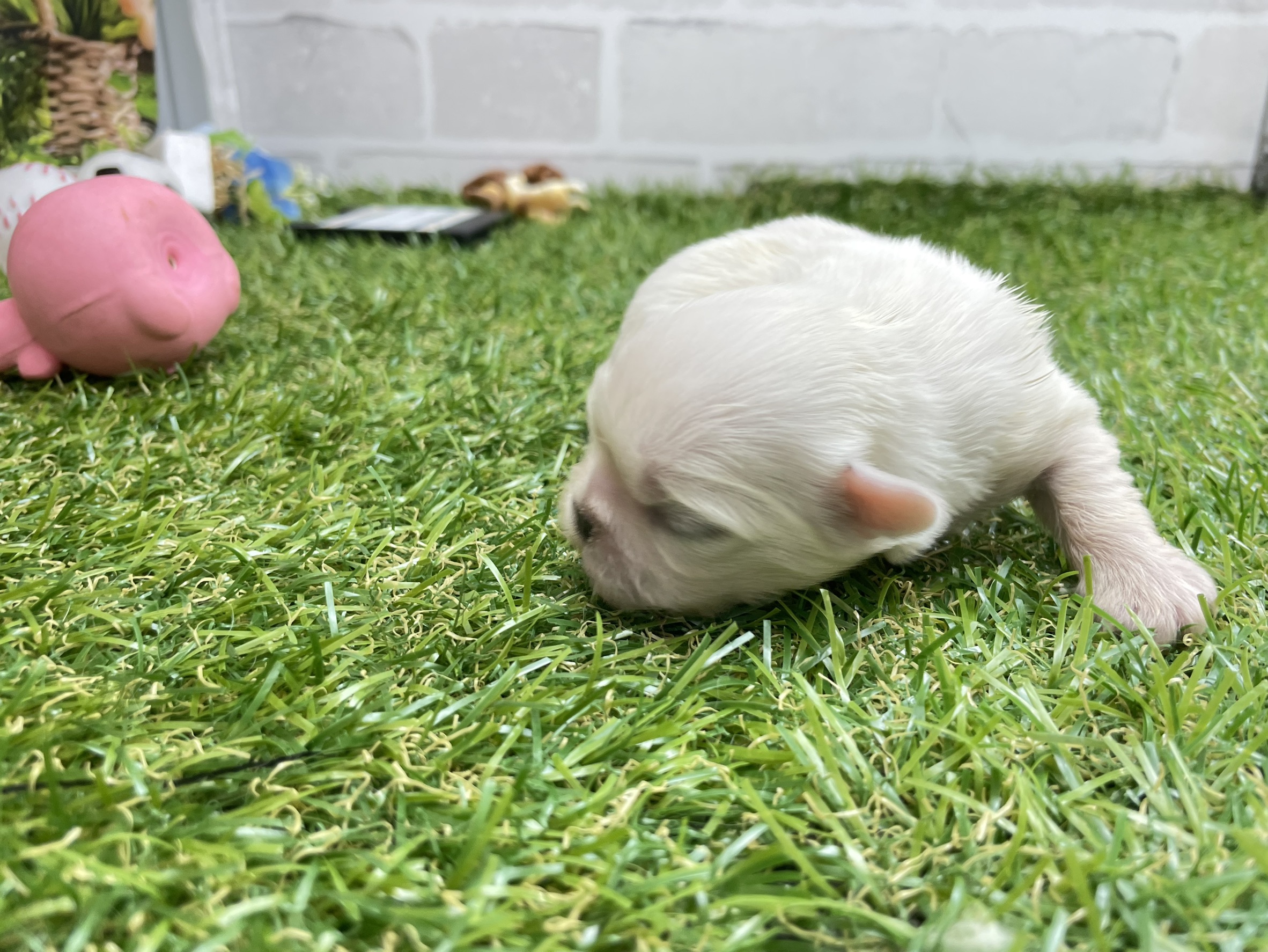 赤ちゃん写真1-2