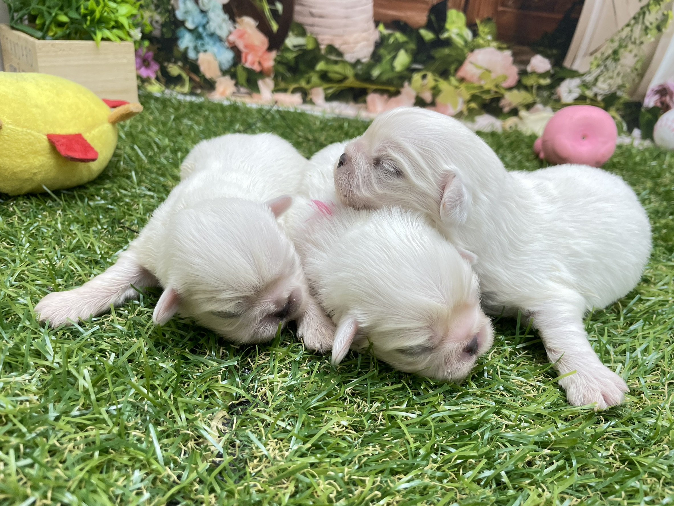 赤ちゃん写真1-3