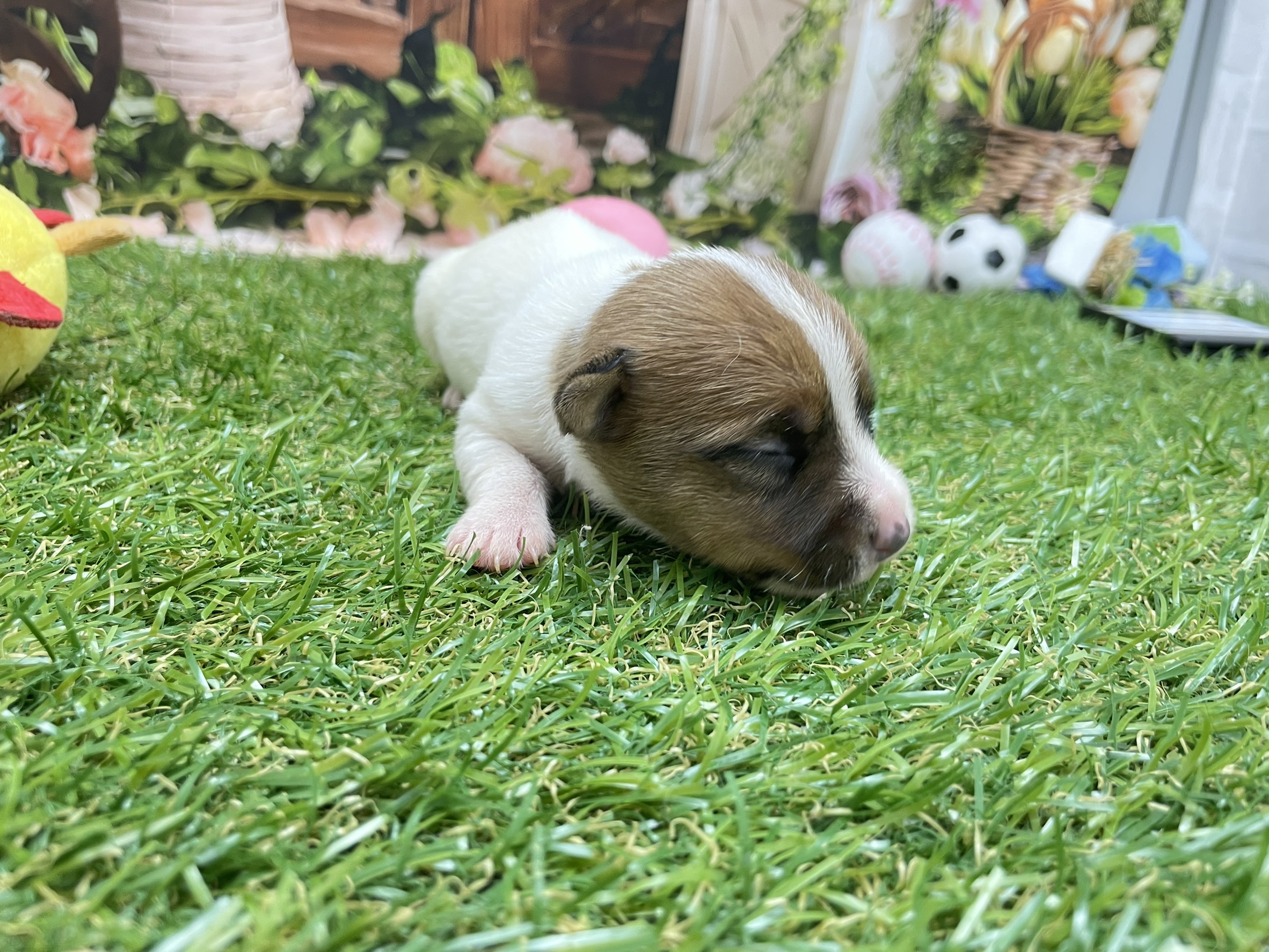 赤ちゃん写真1-1