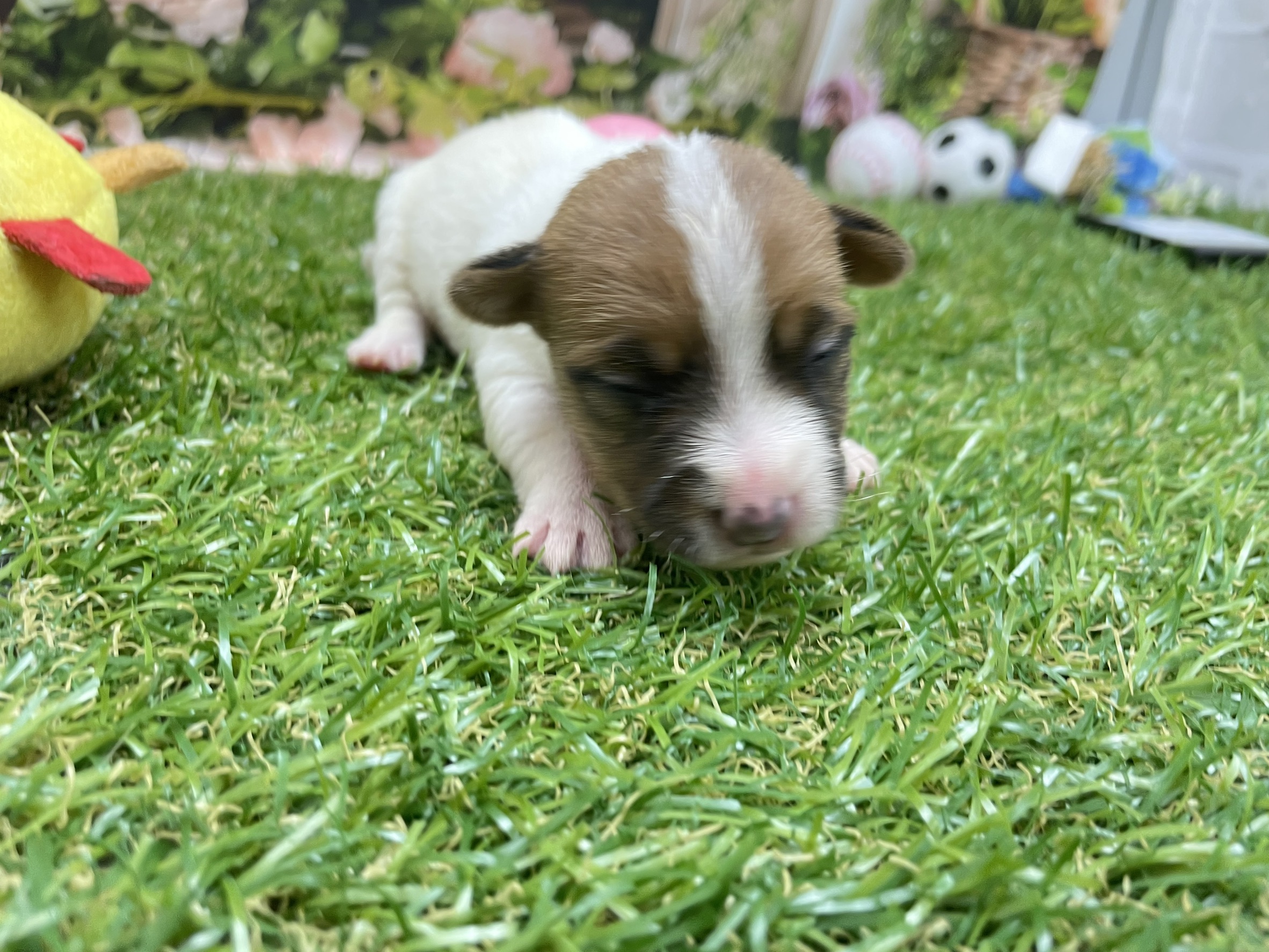 赤ちゃん写真1-2