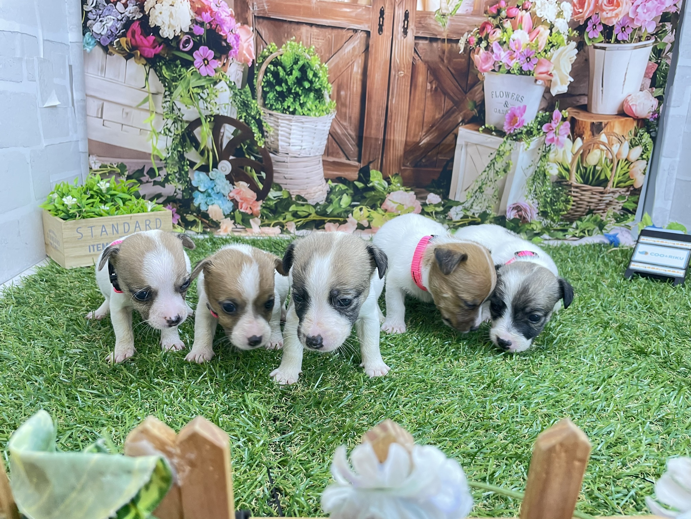 赤ちゃん写真2-3