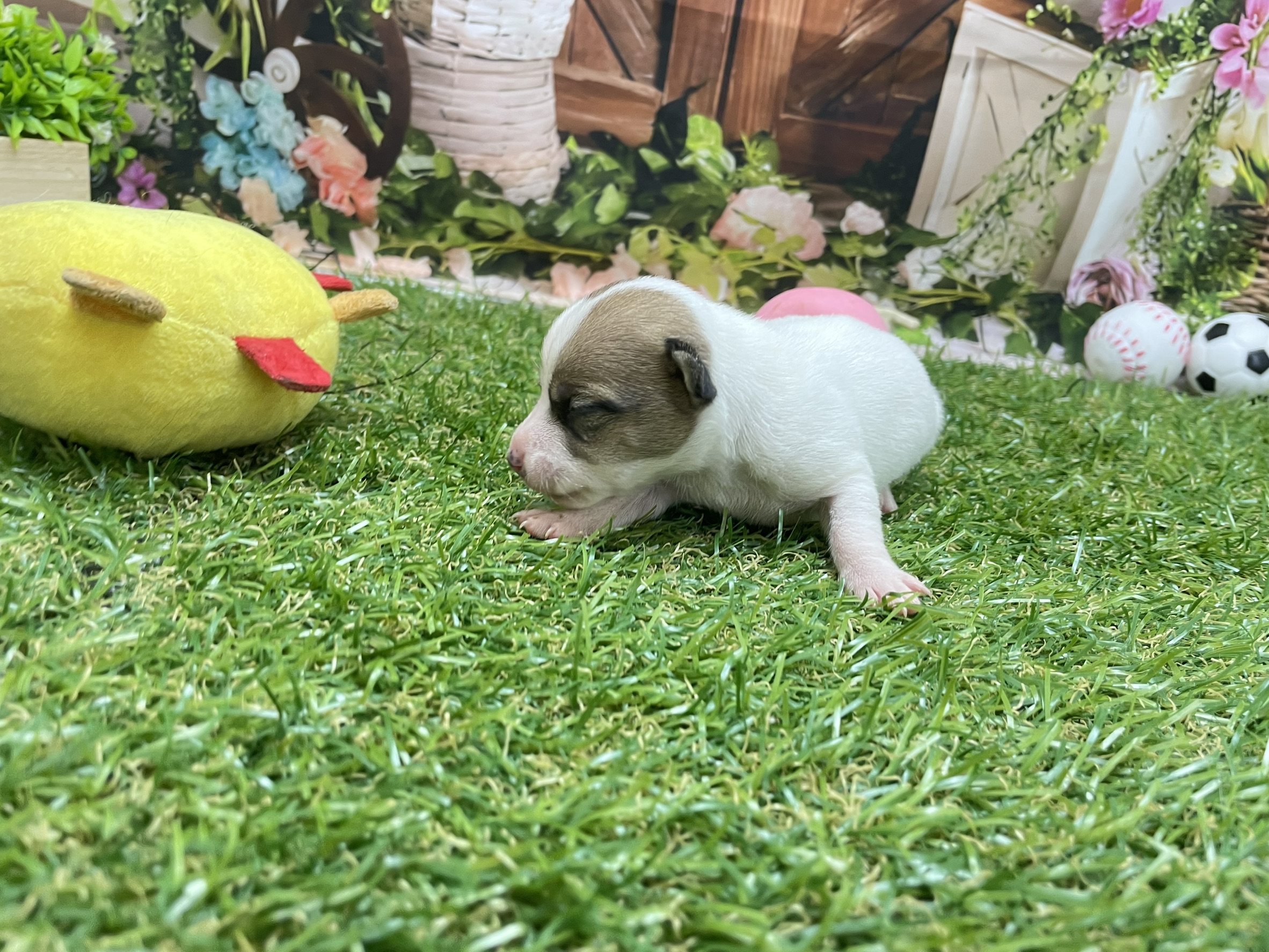 赤ちゃん写真1-1