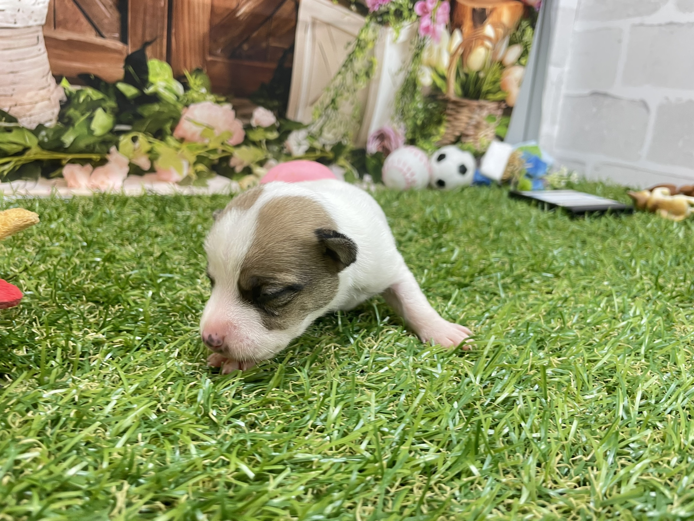 赤ちゃん写真1-2