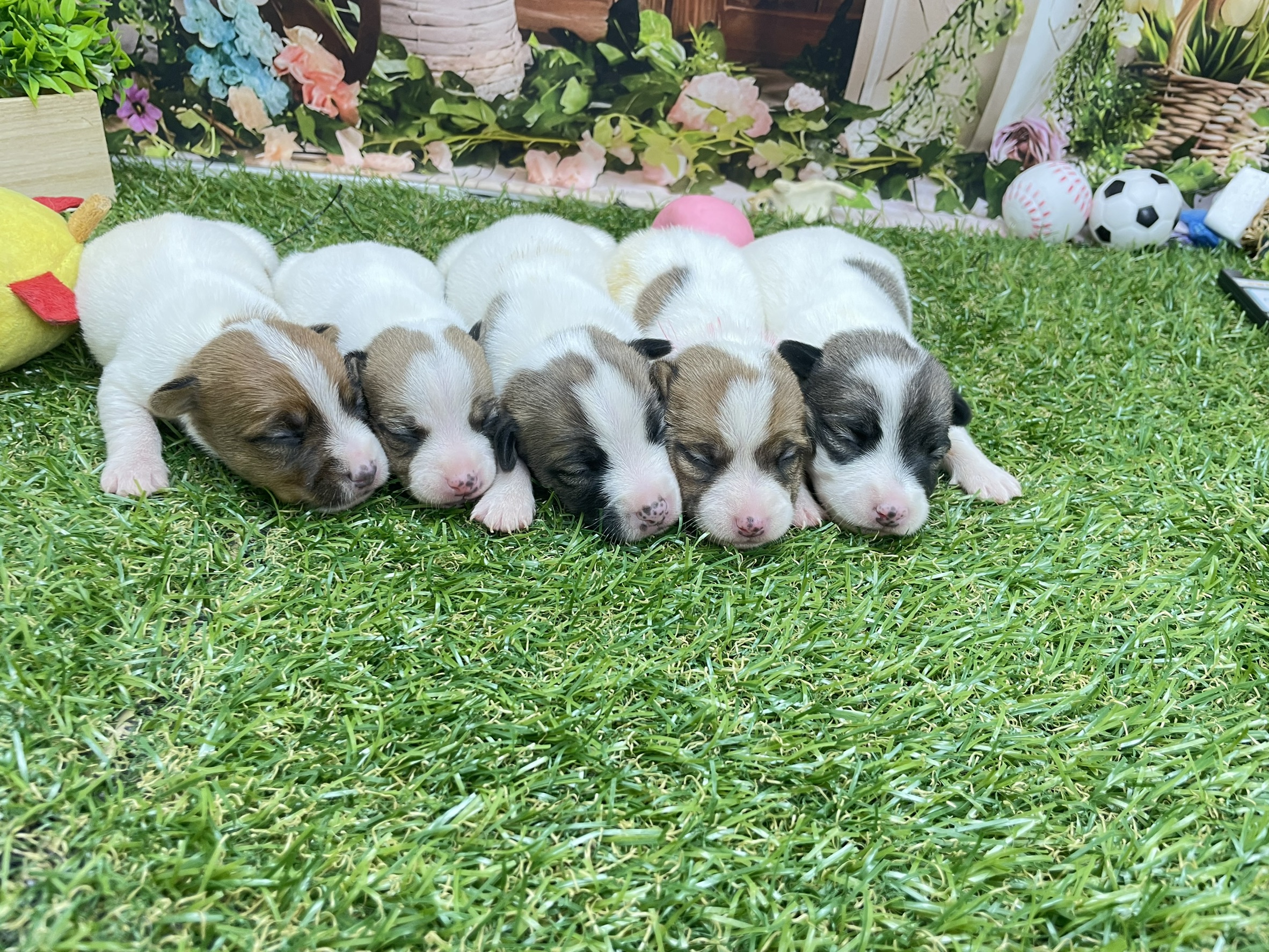 赤ちゃん写真1-3