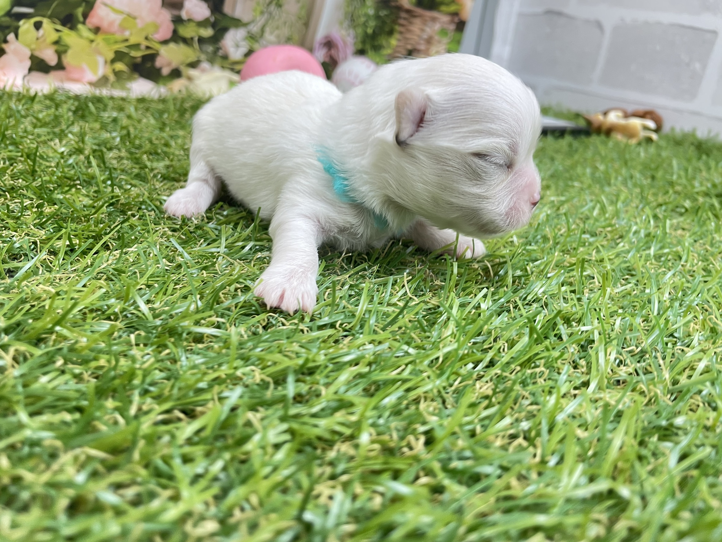 赤ちゃん写真1-1