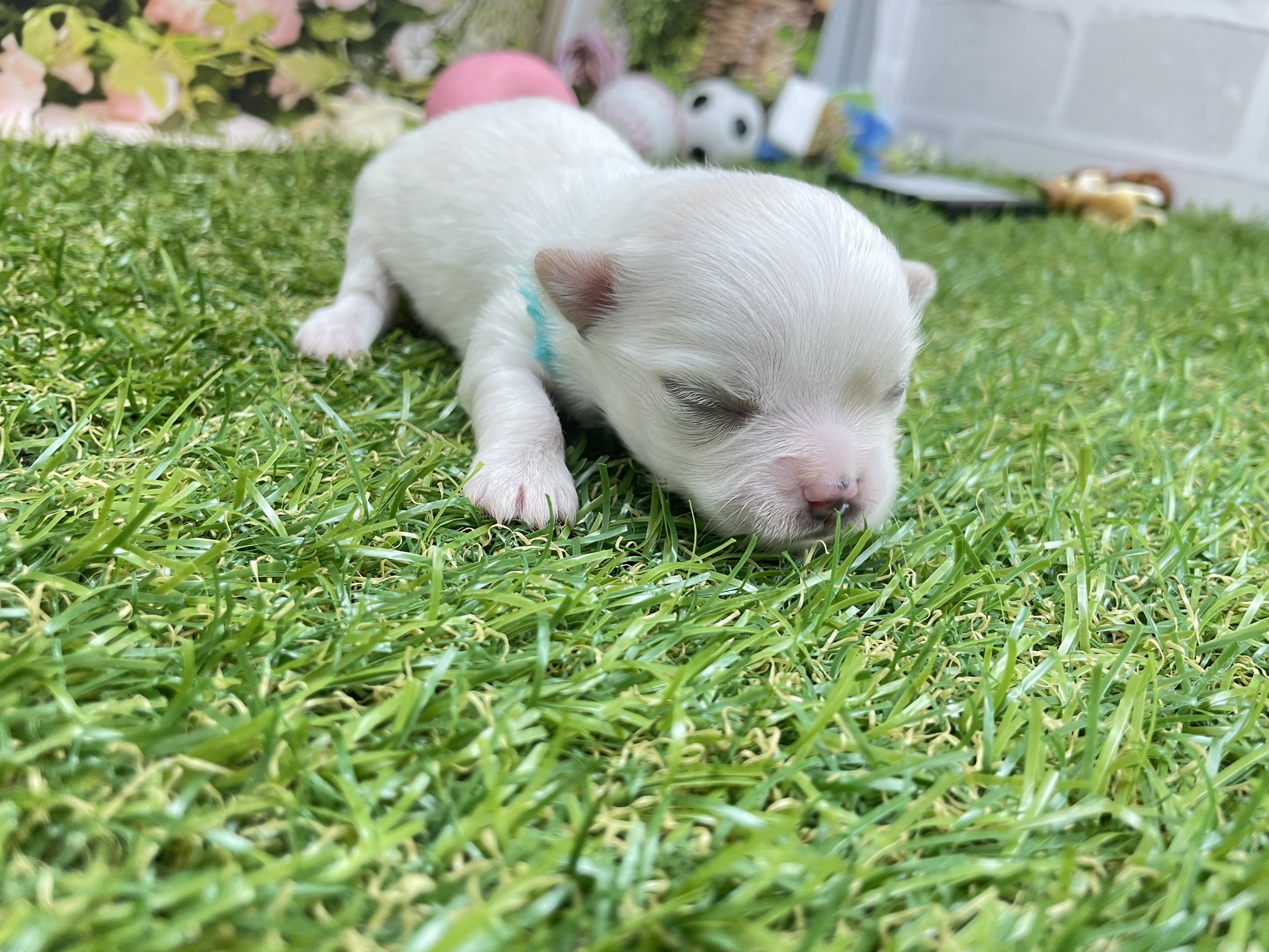 赤ちゃん写真1-2