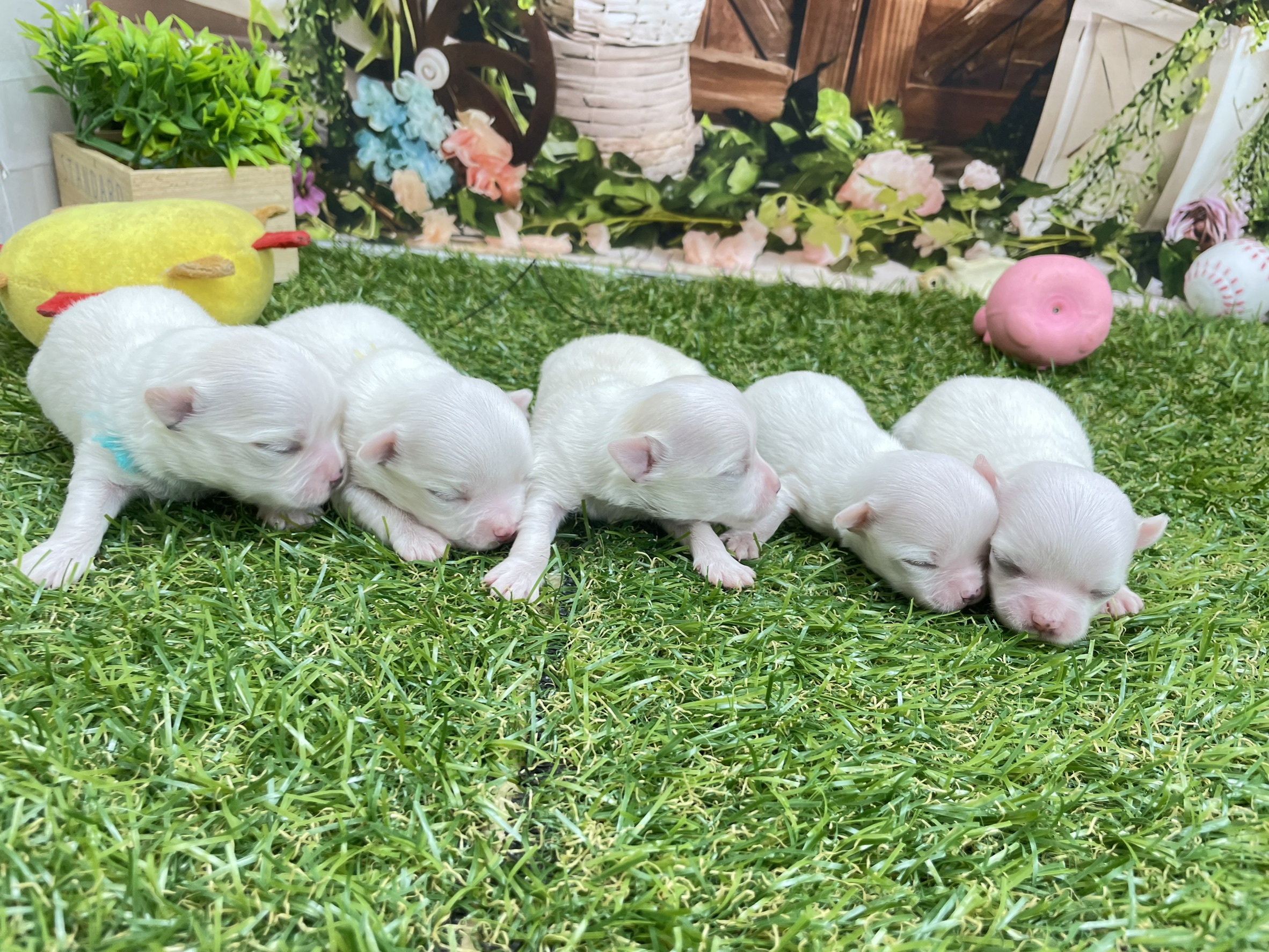 赤ちゃん写真1-3