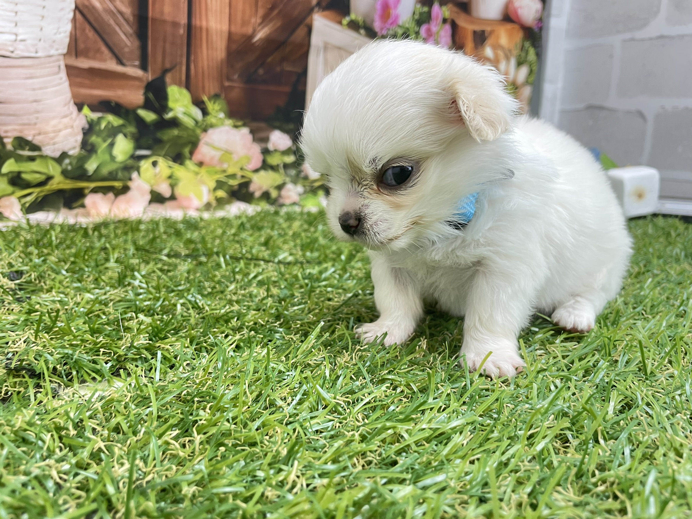 赤ちゃん写真2-1