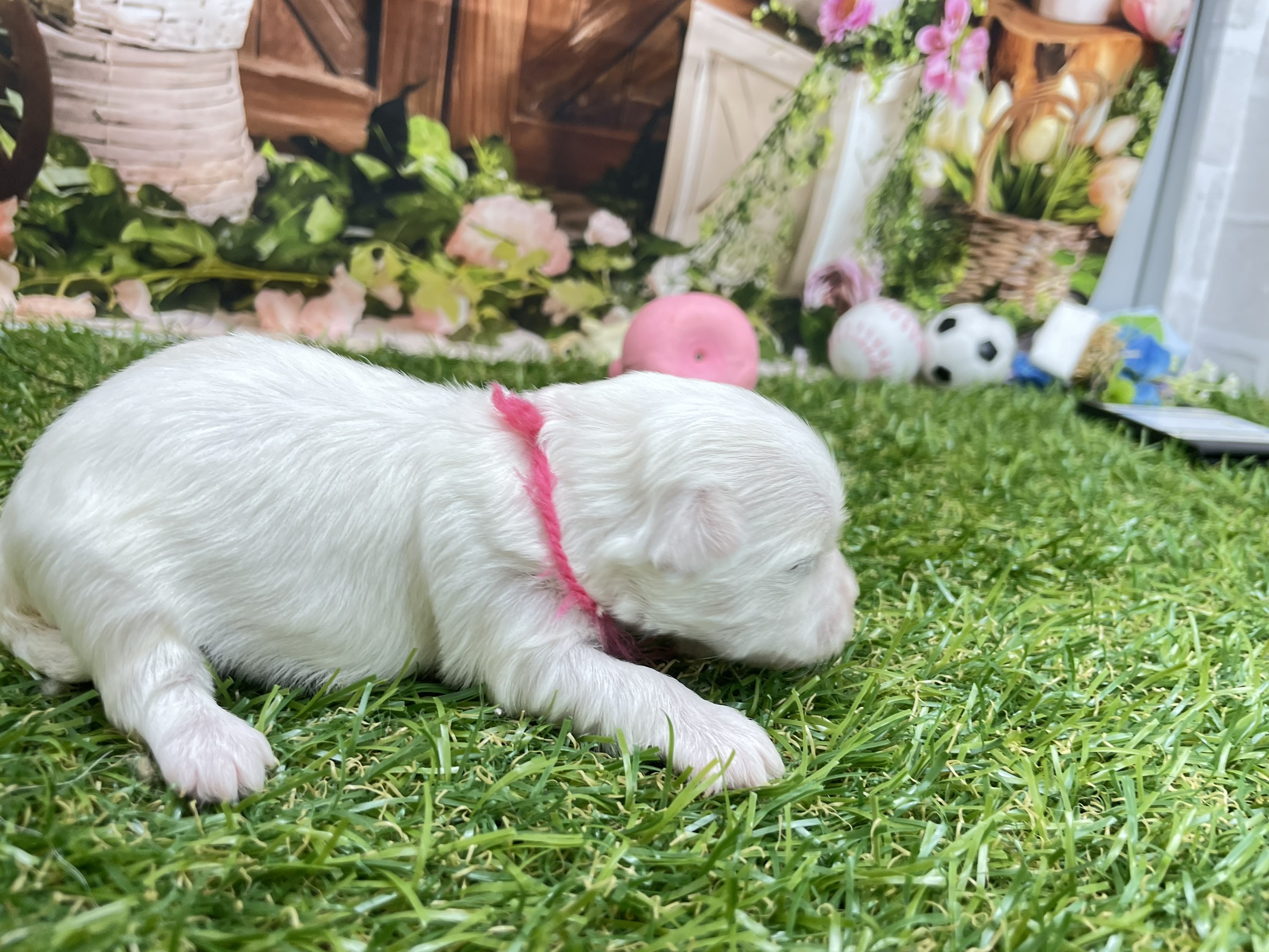 赤ちゃん写真1-1