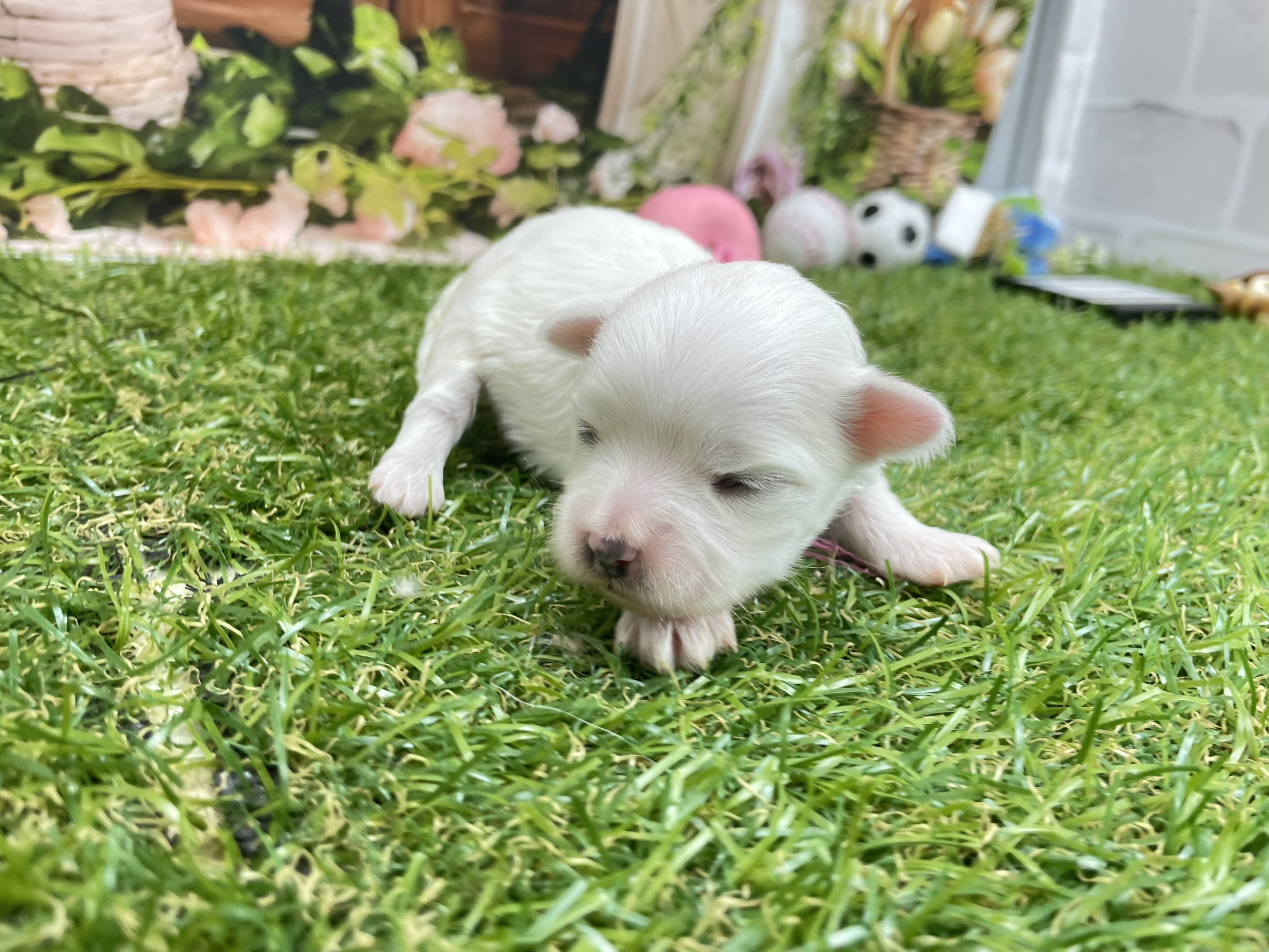 赤ちゃん写真1-2