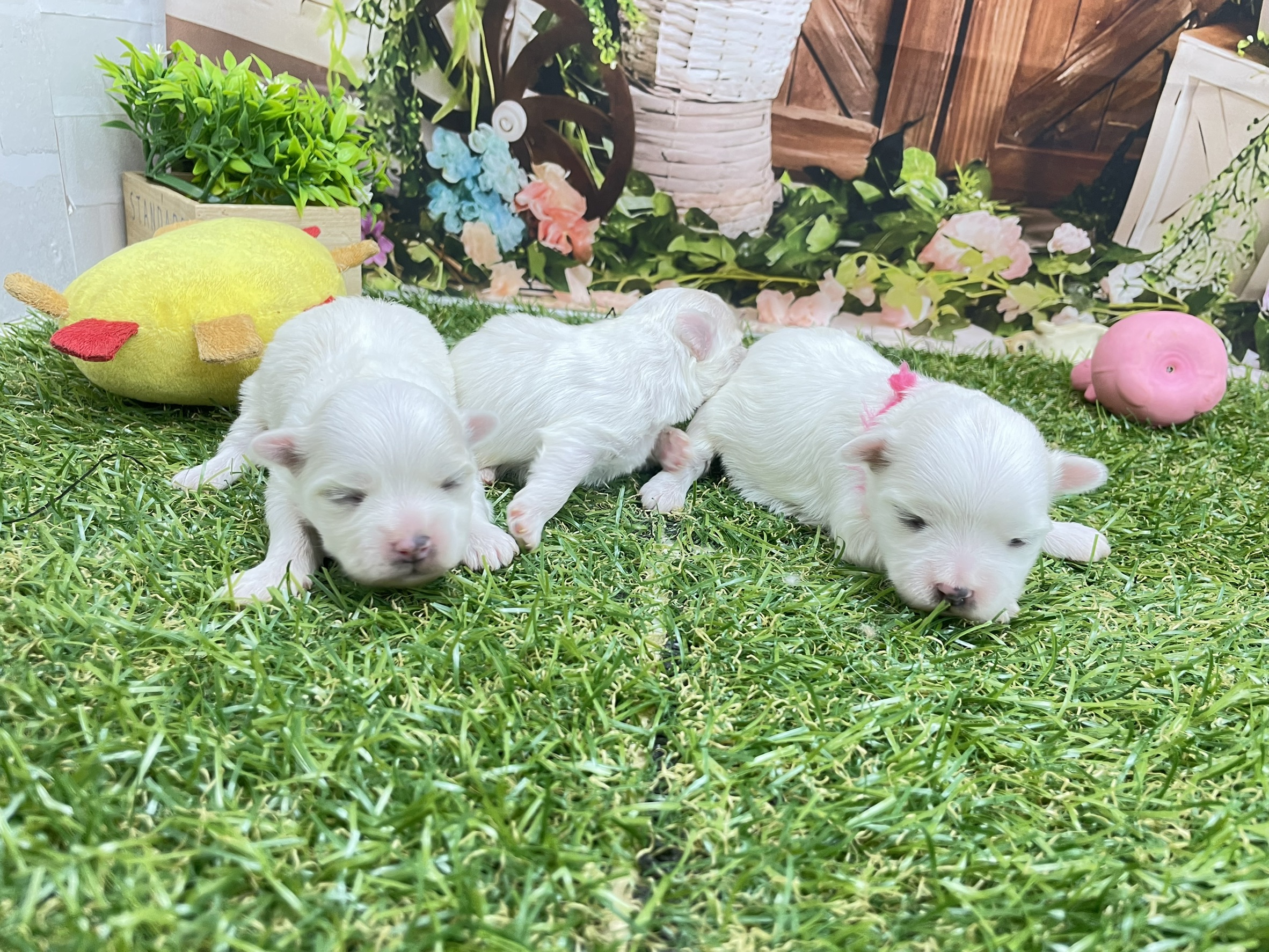 赤ちゃん写真1-3