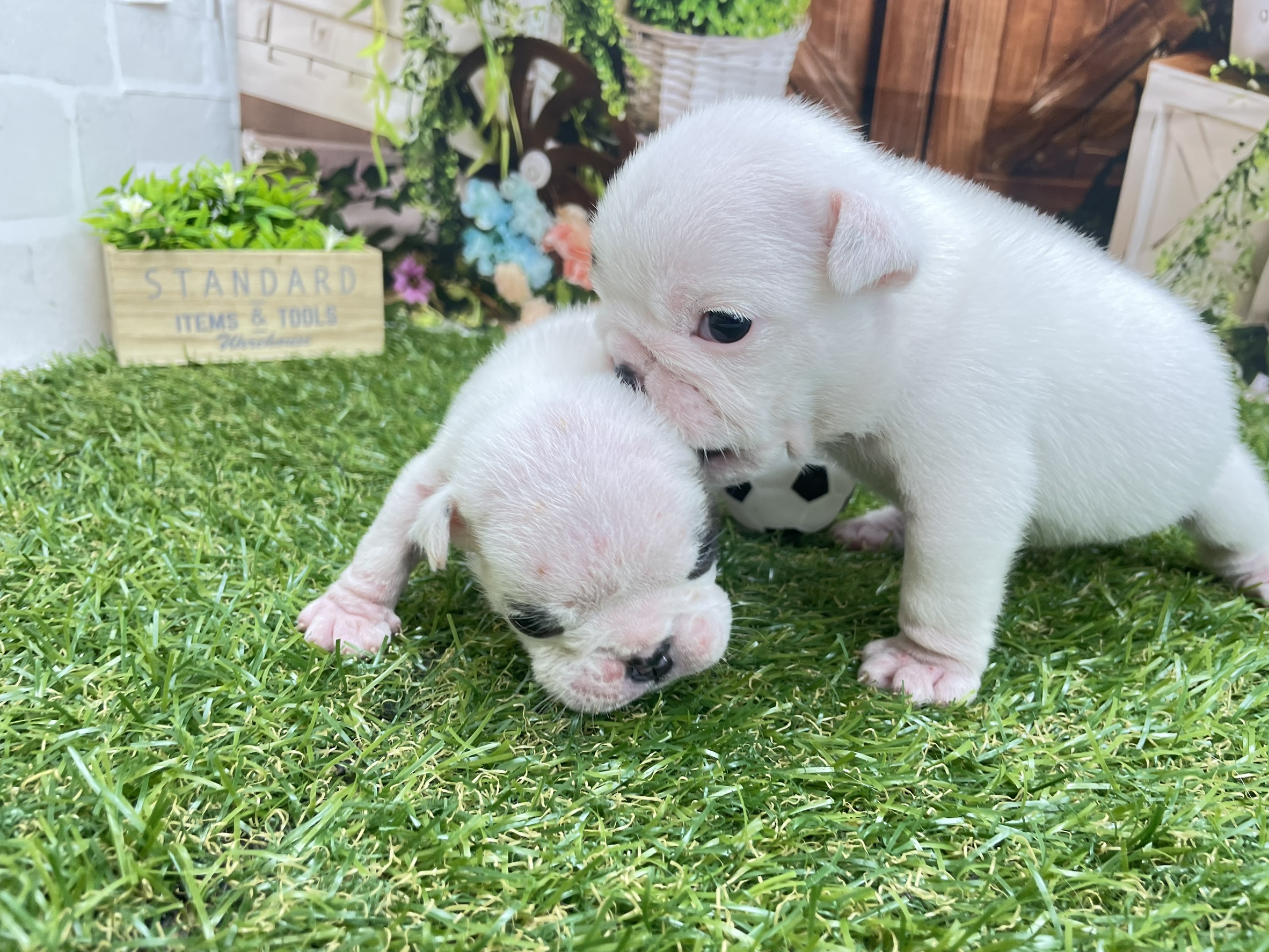 赤ちゃん写真2-3