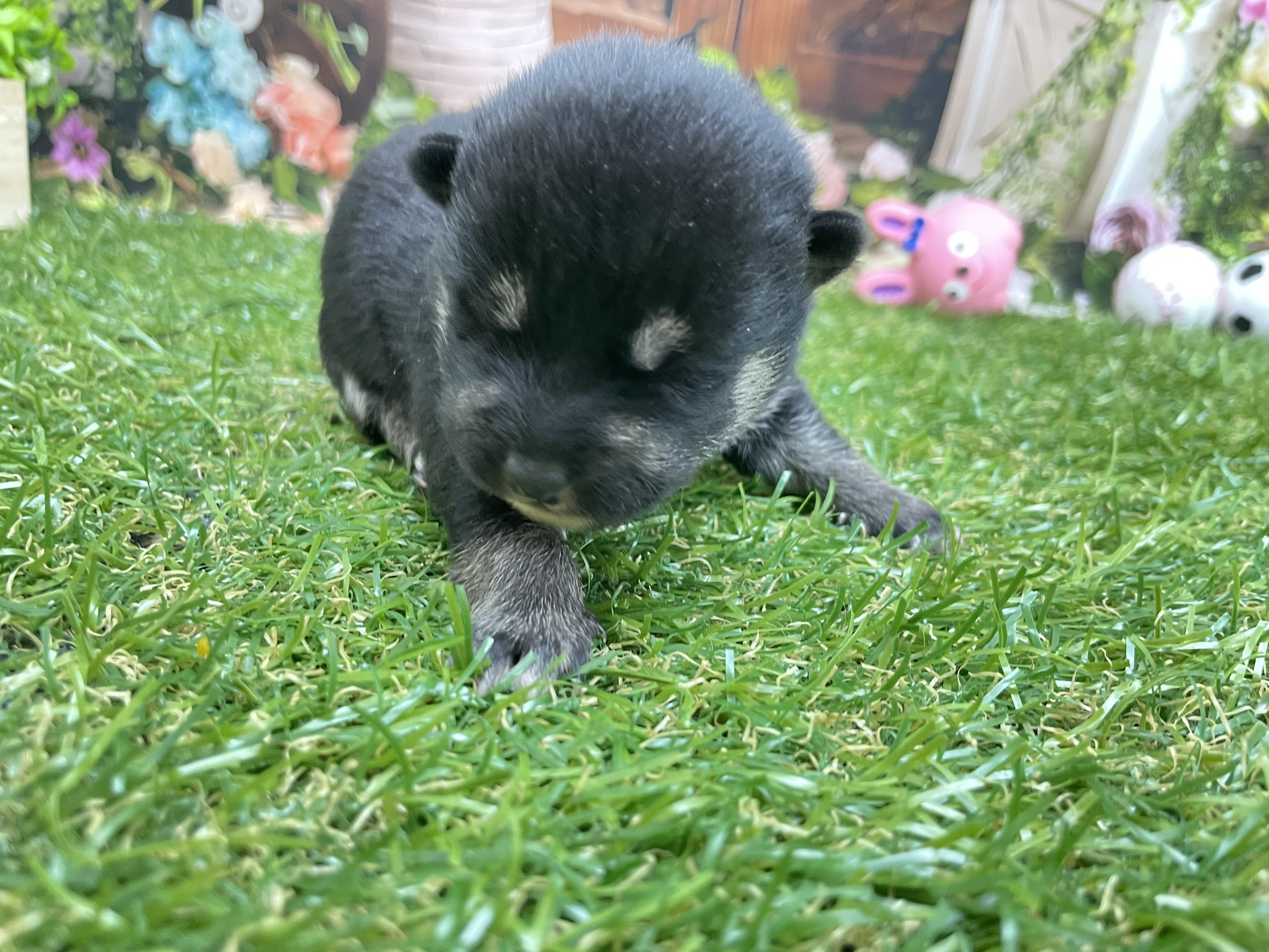赤ちゃん写真1-2