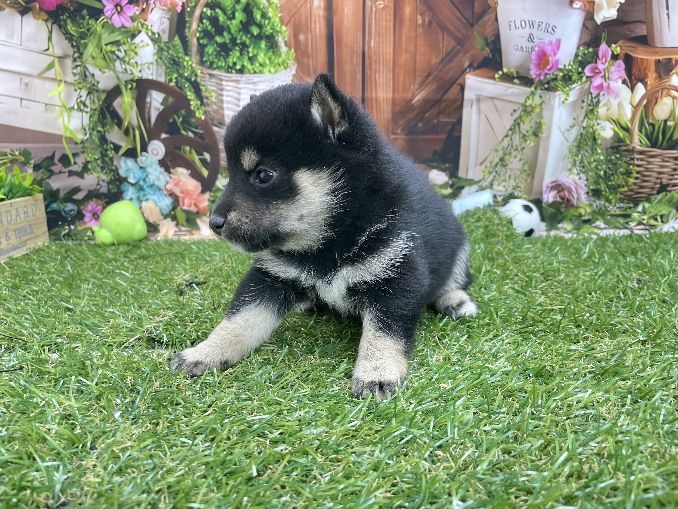 赤ちゃん写真2-1